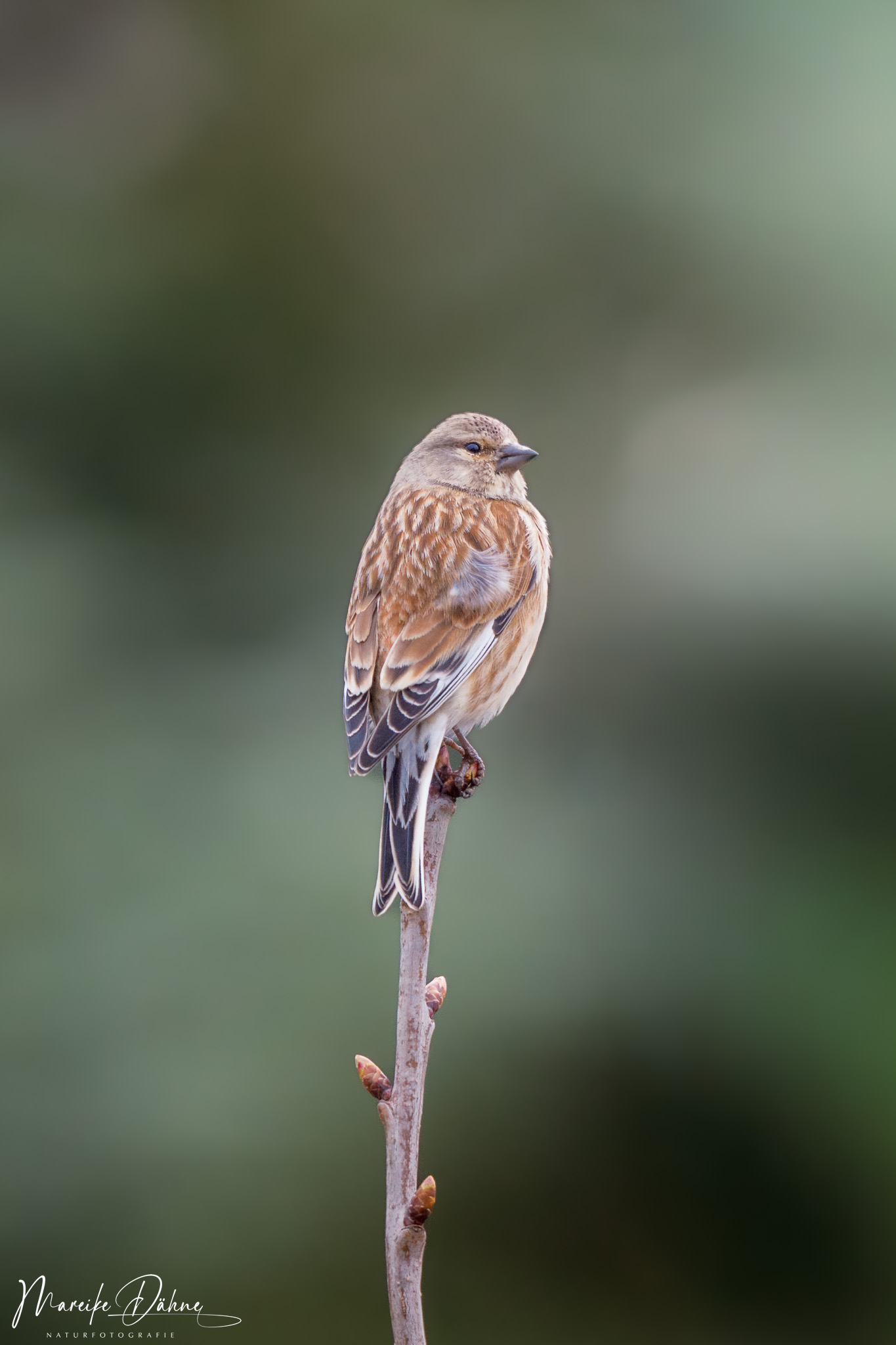 So klein und doch so groß und majestätisch