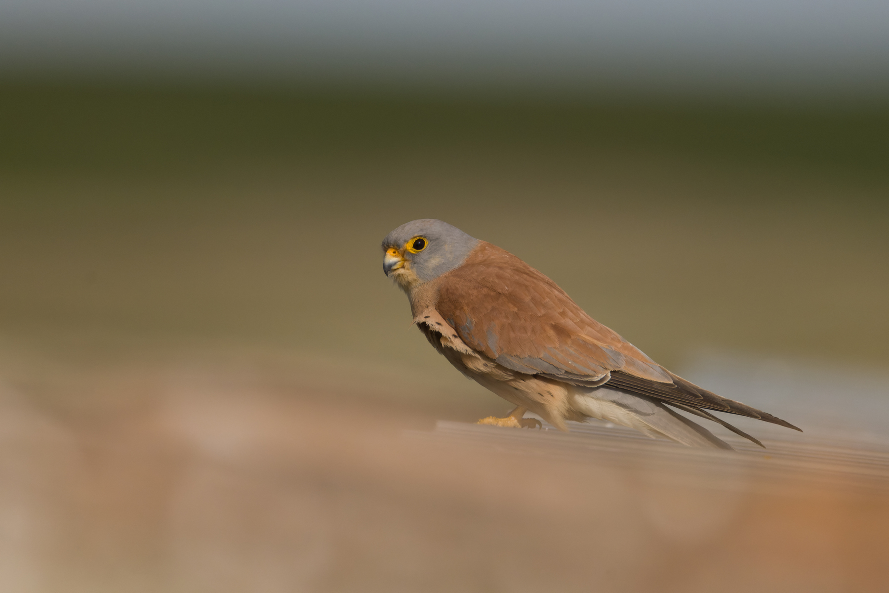 Rötelfalke