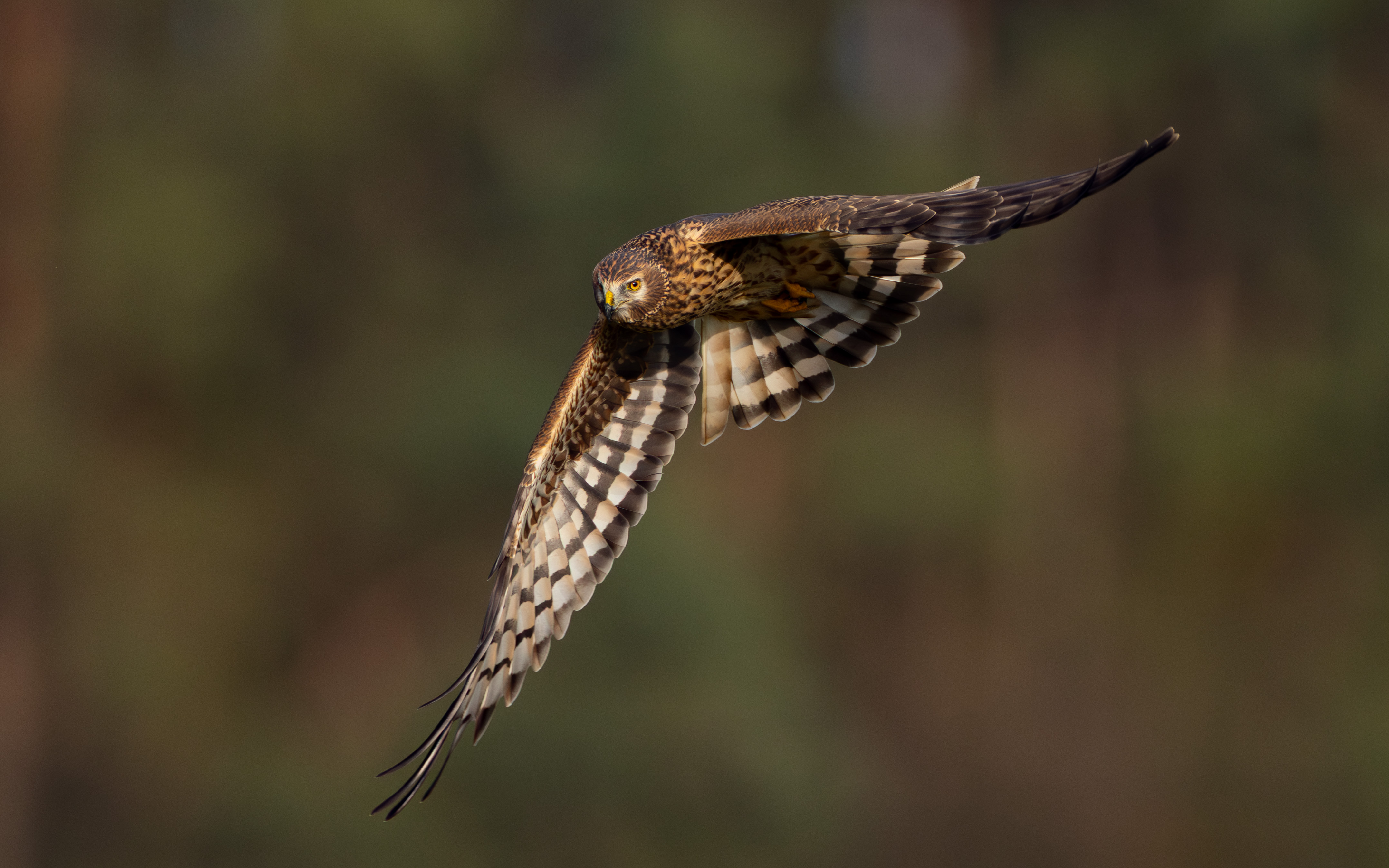 Kornweihe in Flight