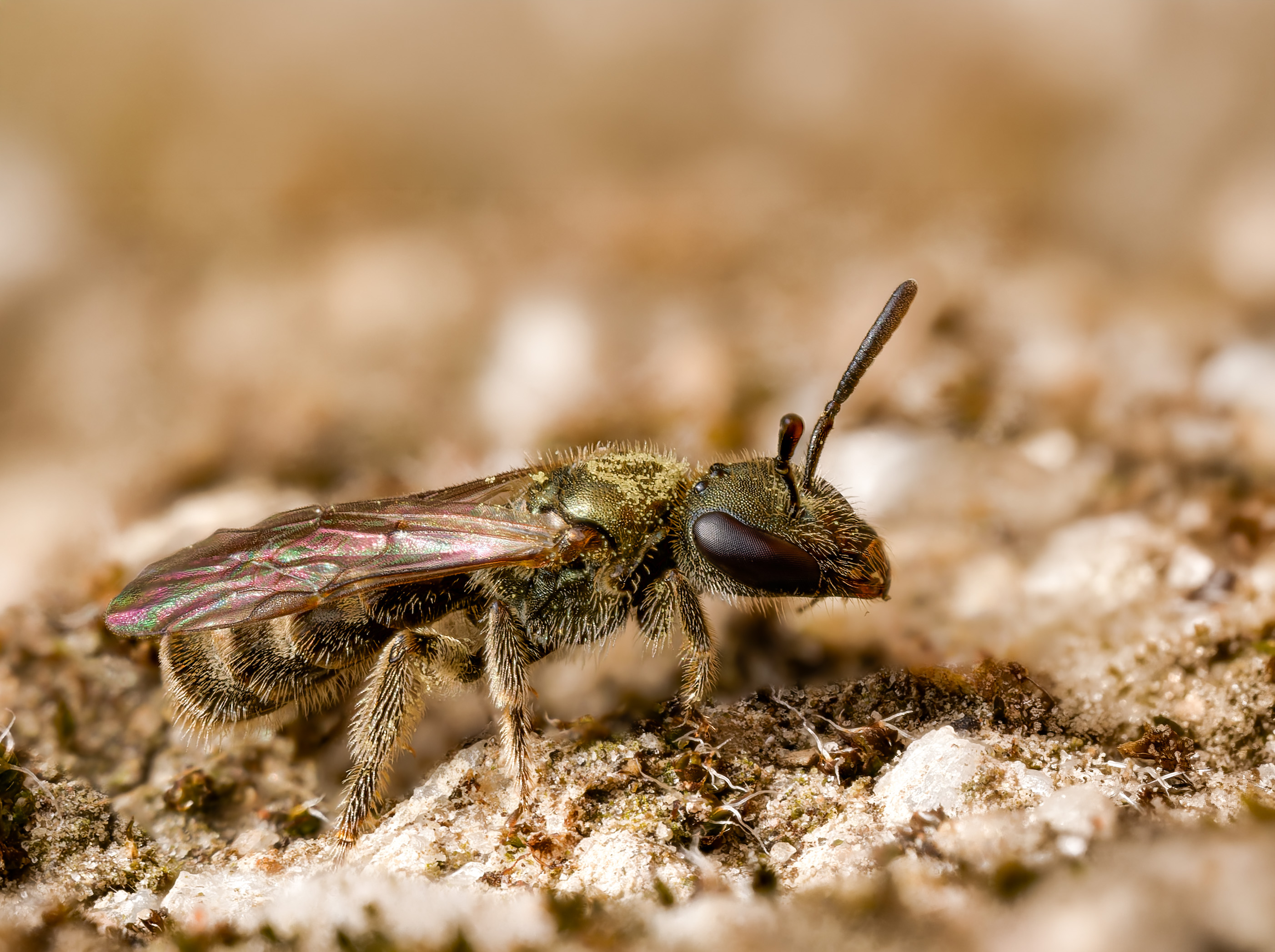 interessantes Sozialverhalten