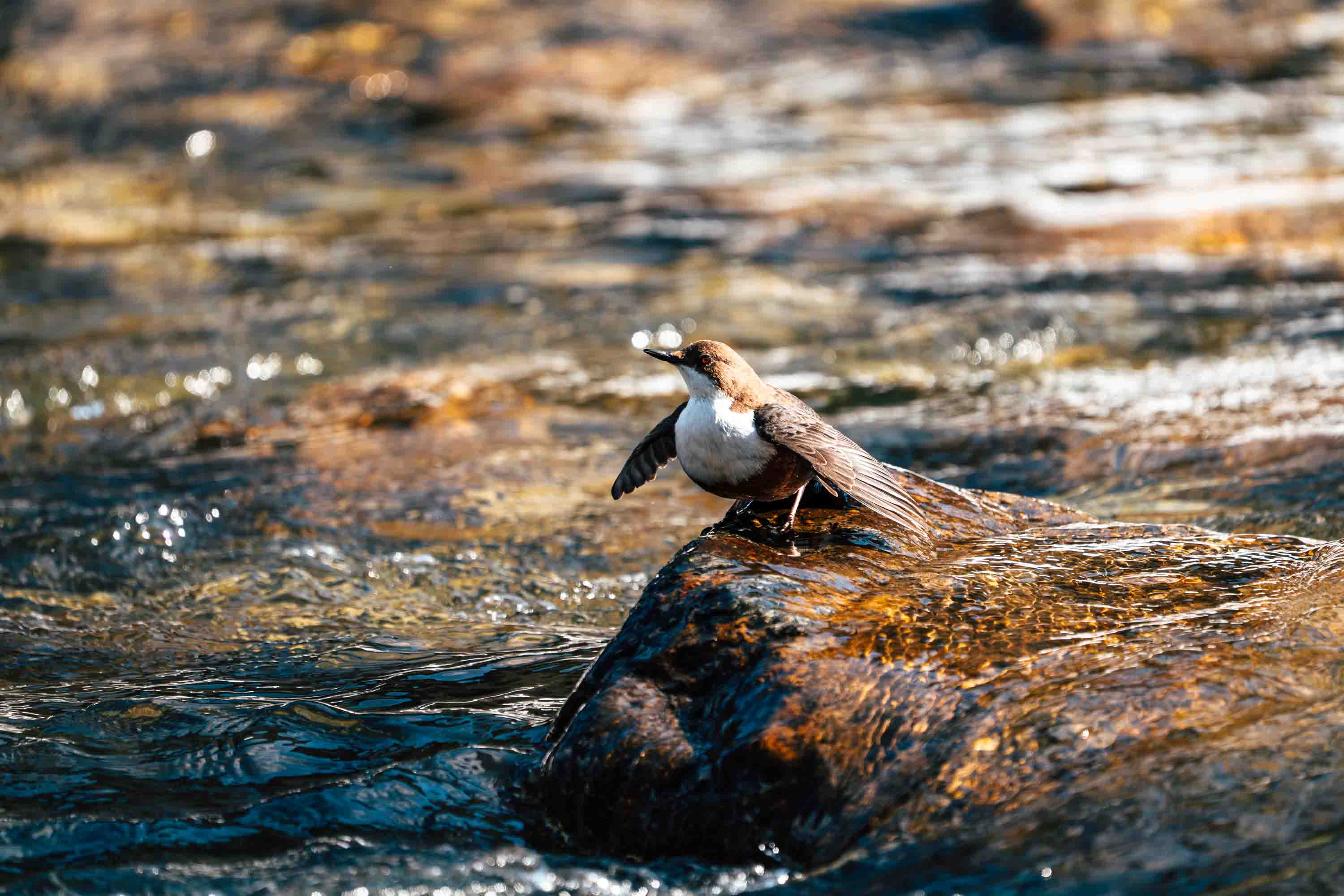 Wasseramsel