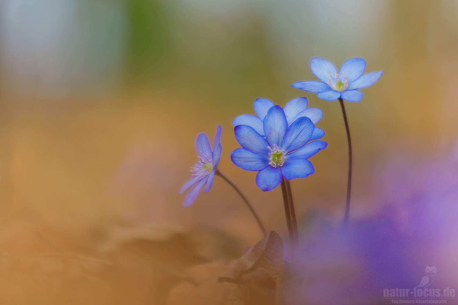 Vergängliche Schönheit