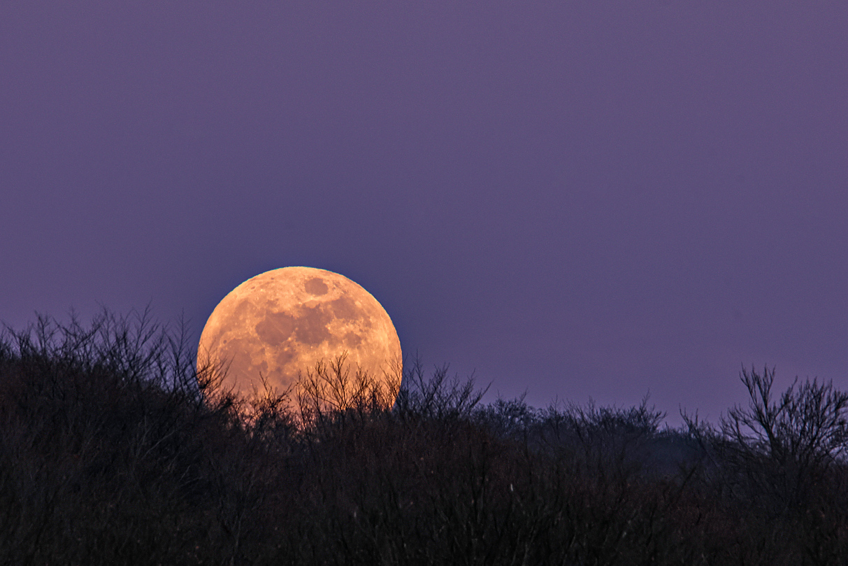 der Vollmond rollt über die Büsche