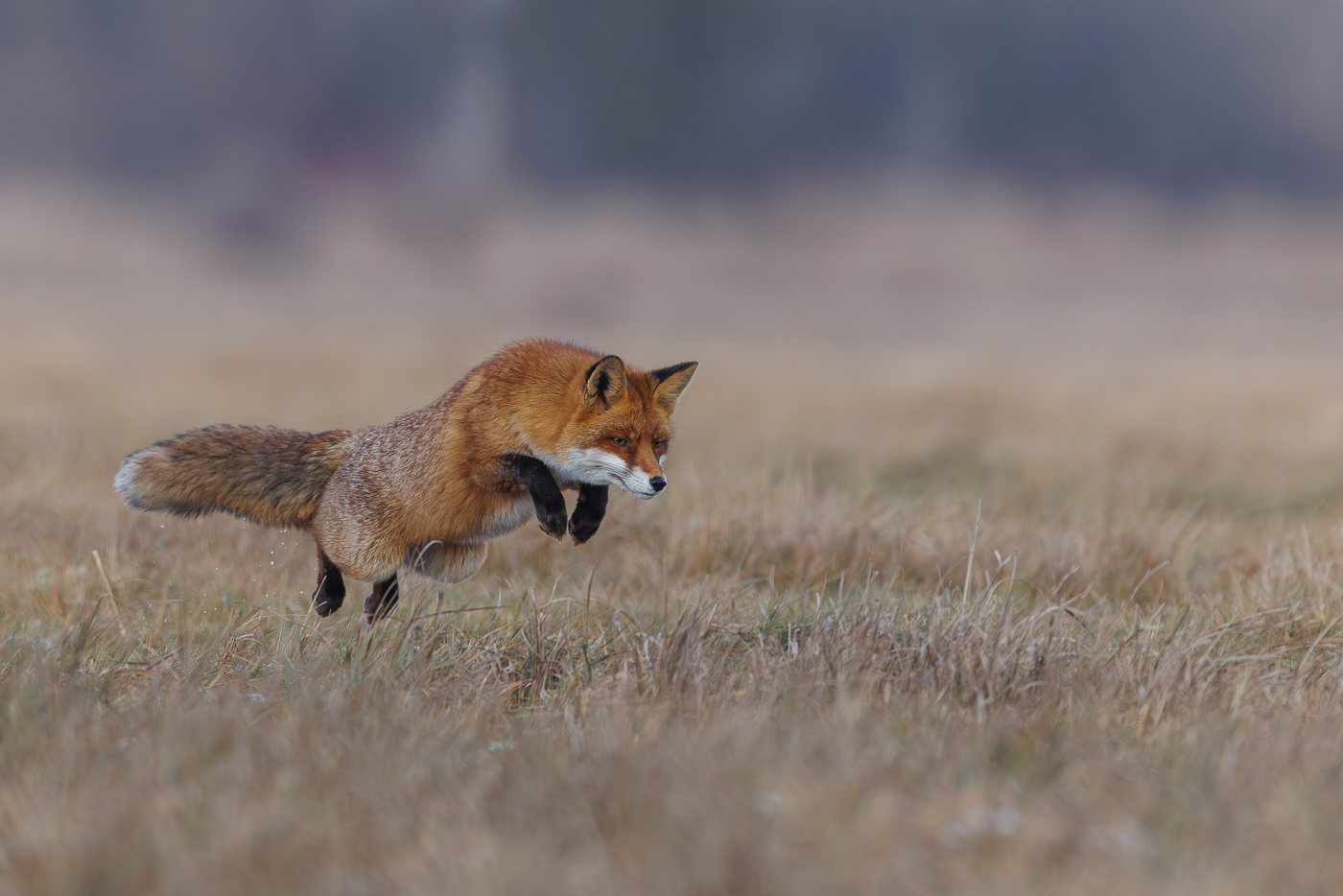 Rotfuchs (neu)