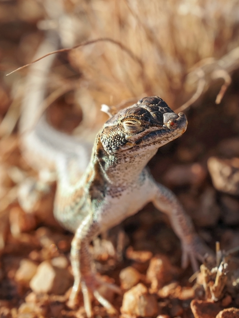 Chilliger Wüstenrenner