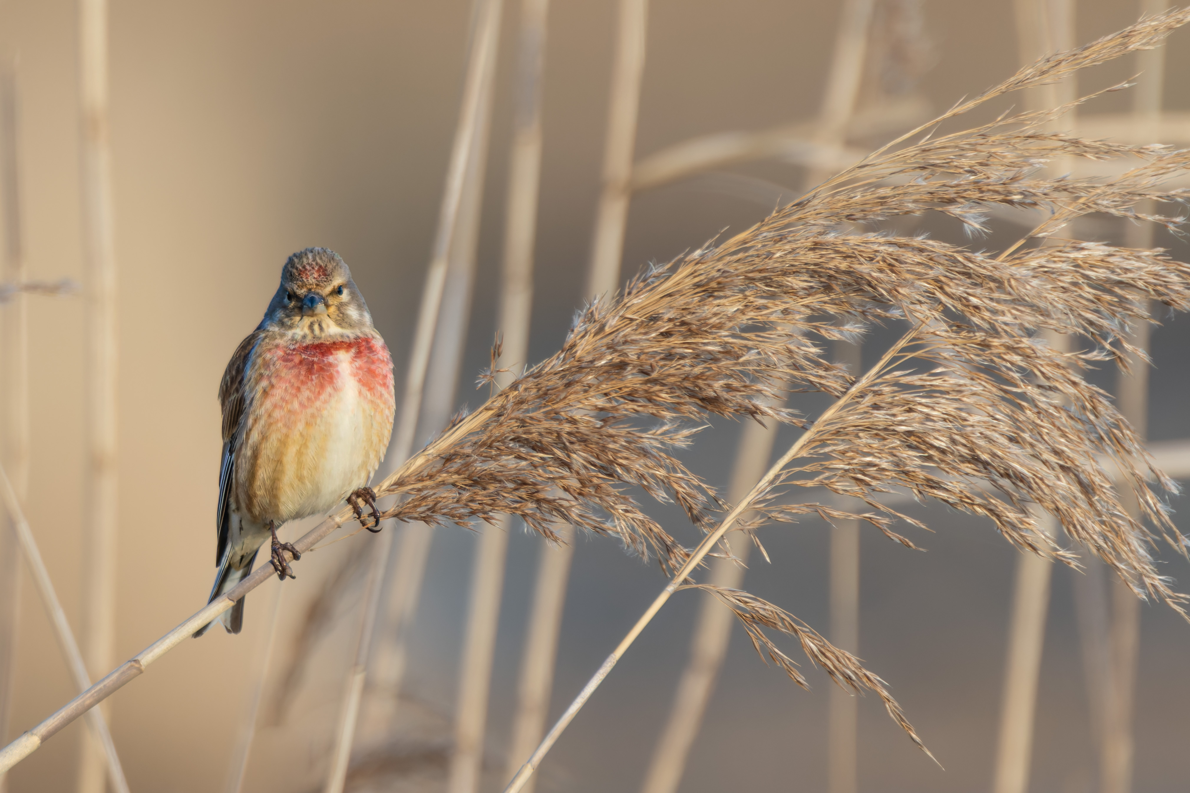 Auch der Bluthänfling wird wieder aktiv