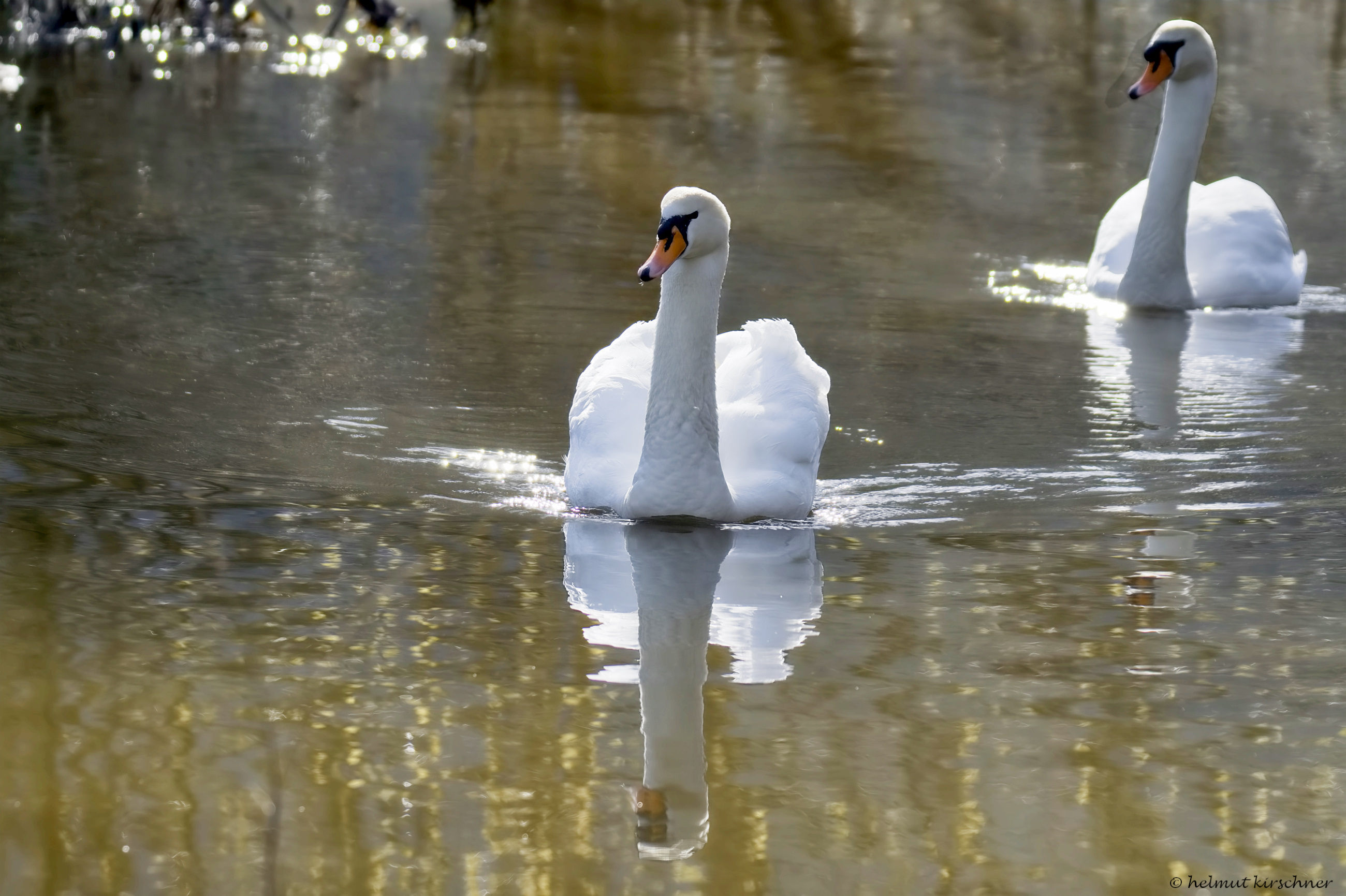 Schwanenpärchen