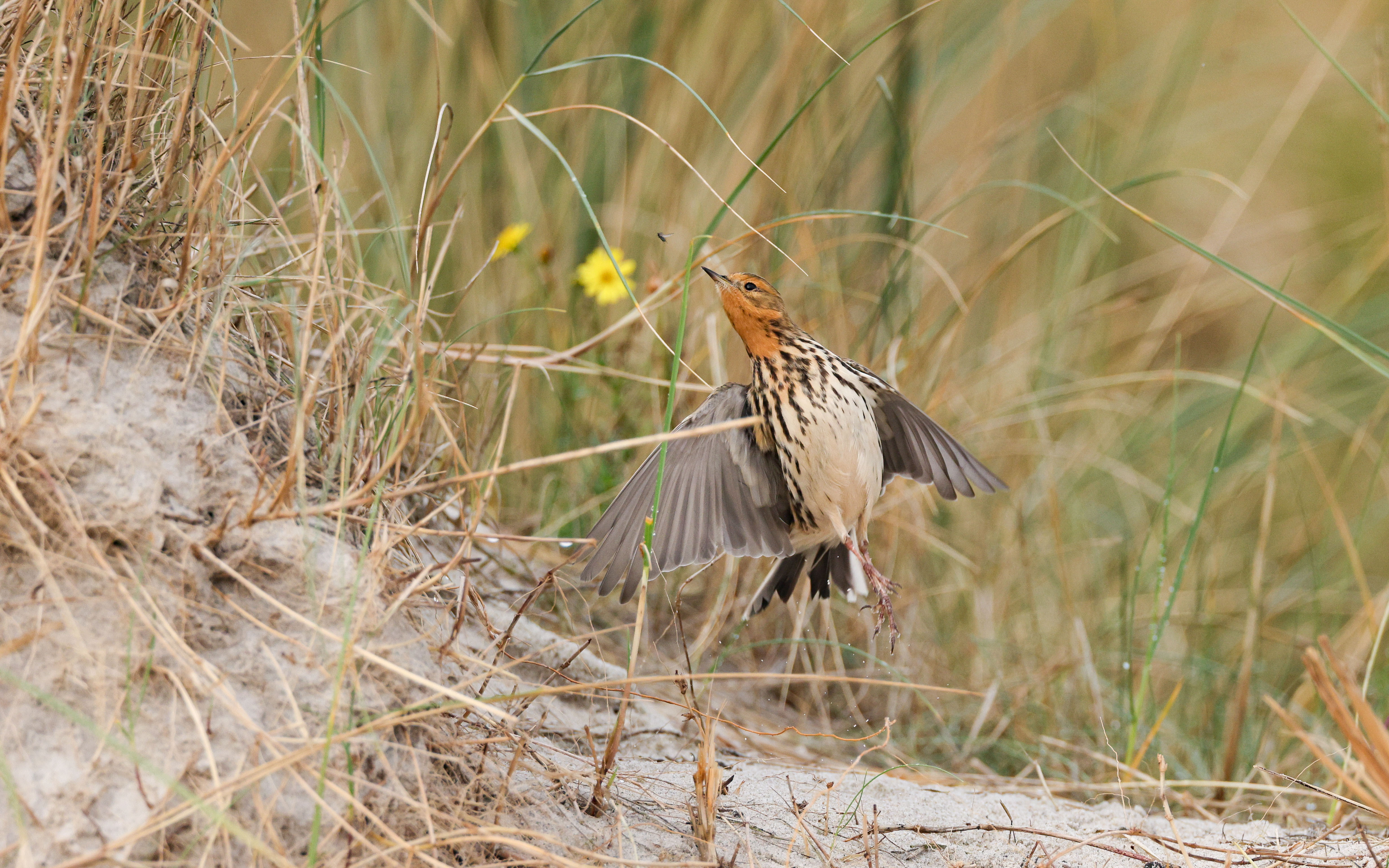 Die Beute fest im Visier