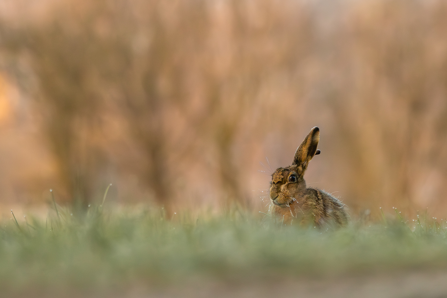 Frohe Ostern