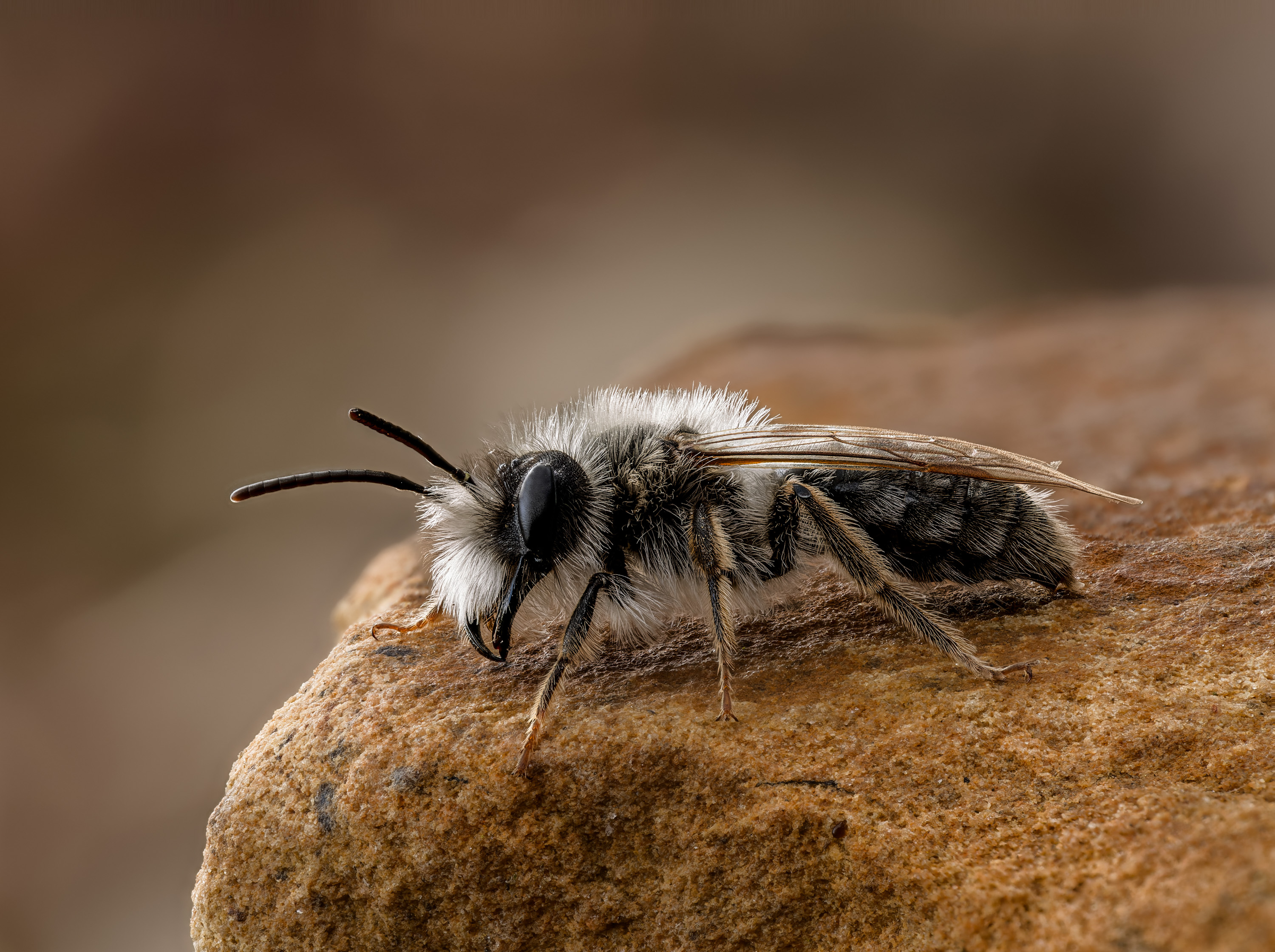 Eine Weiden-Sandbiene