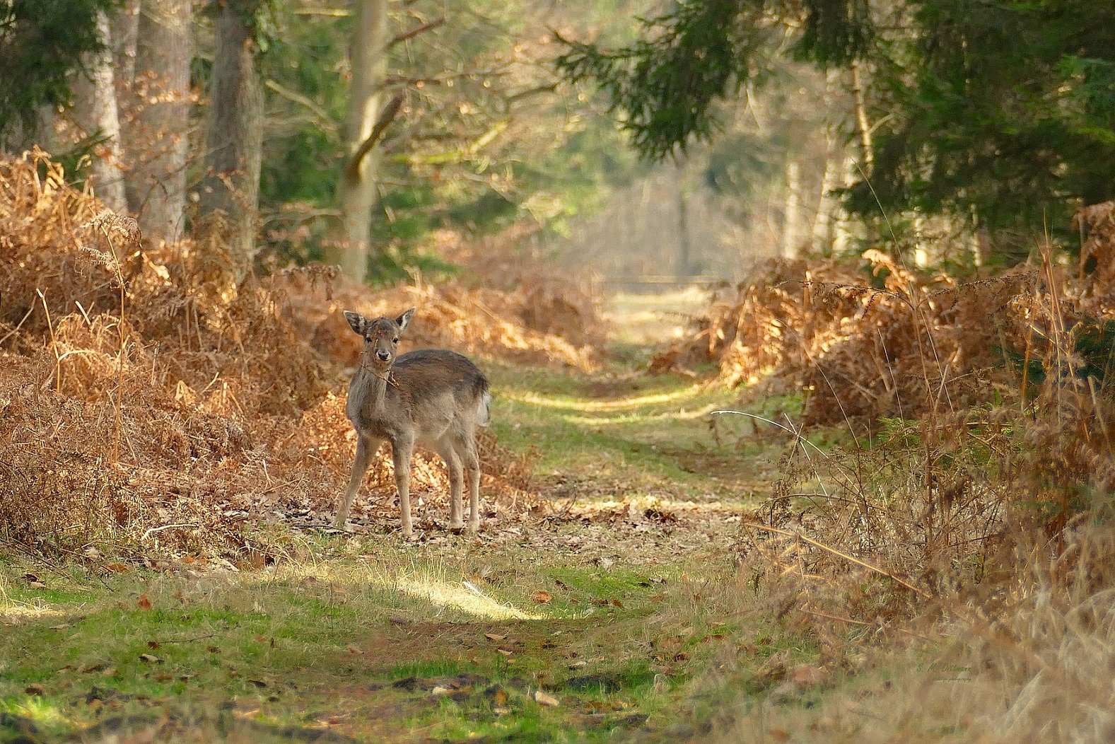 Ein Kalb allein im Wald