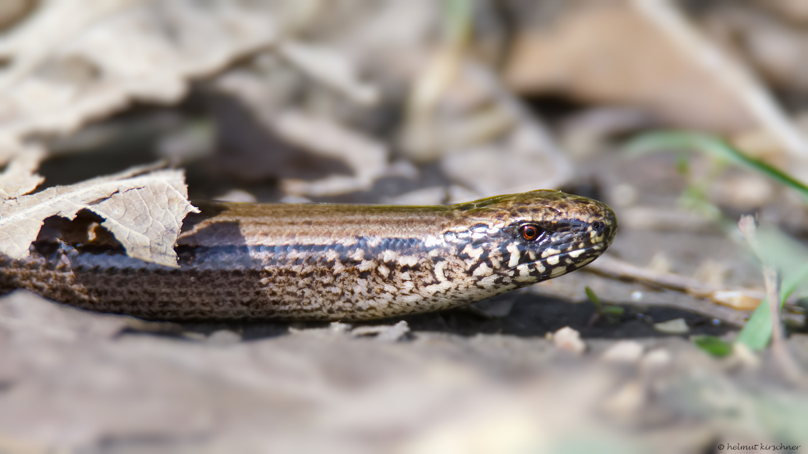 Blindschleiche