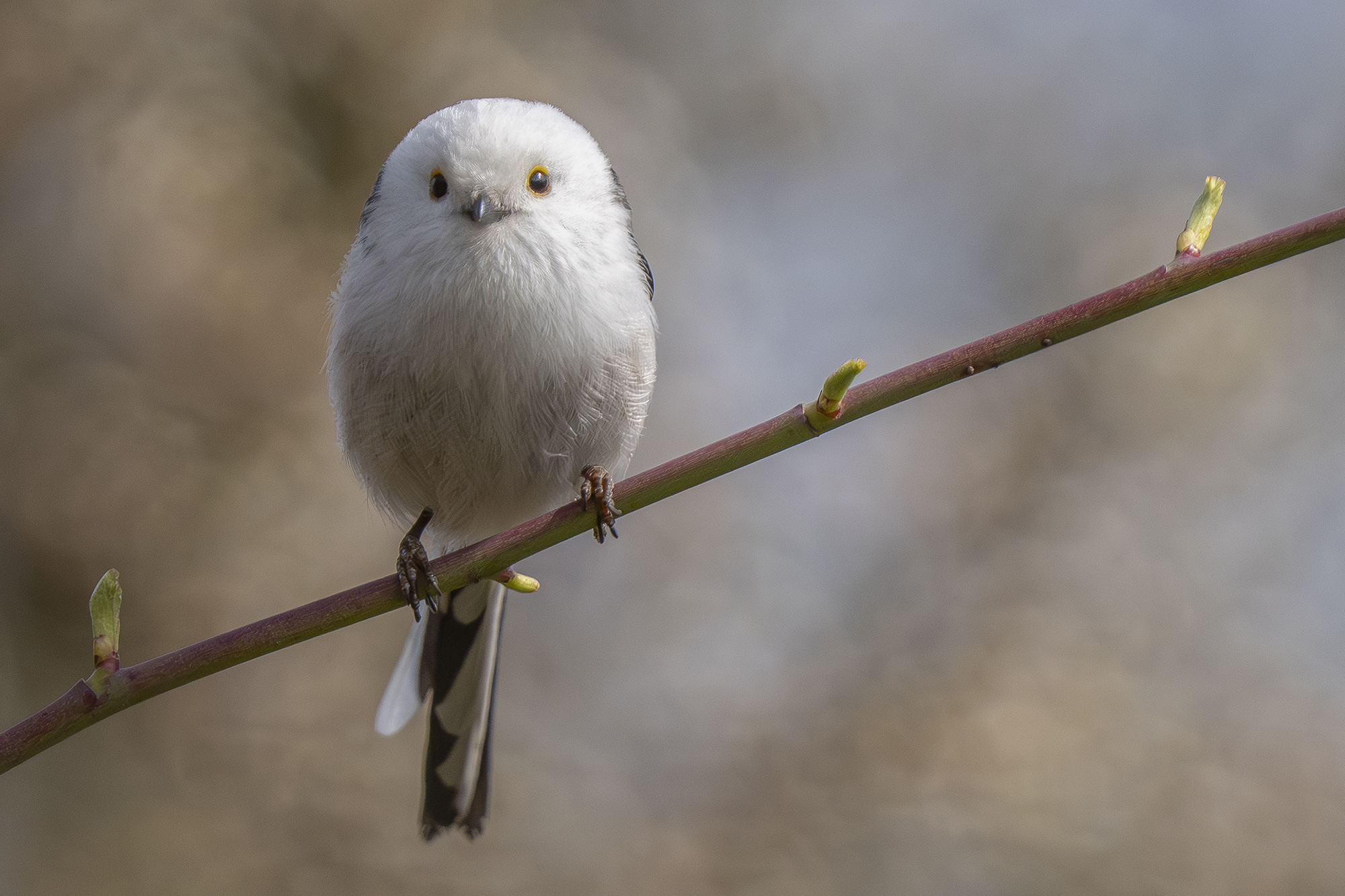 Schwanzmeise, auf dem Niedlichkeitsfaktor weit oben angesiedelt