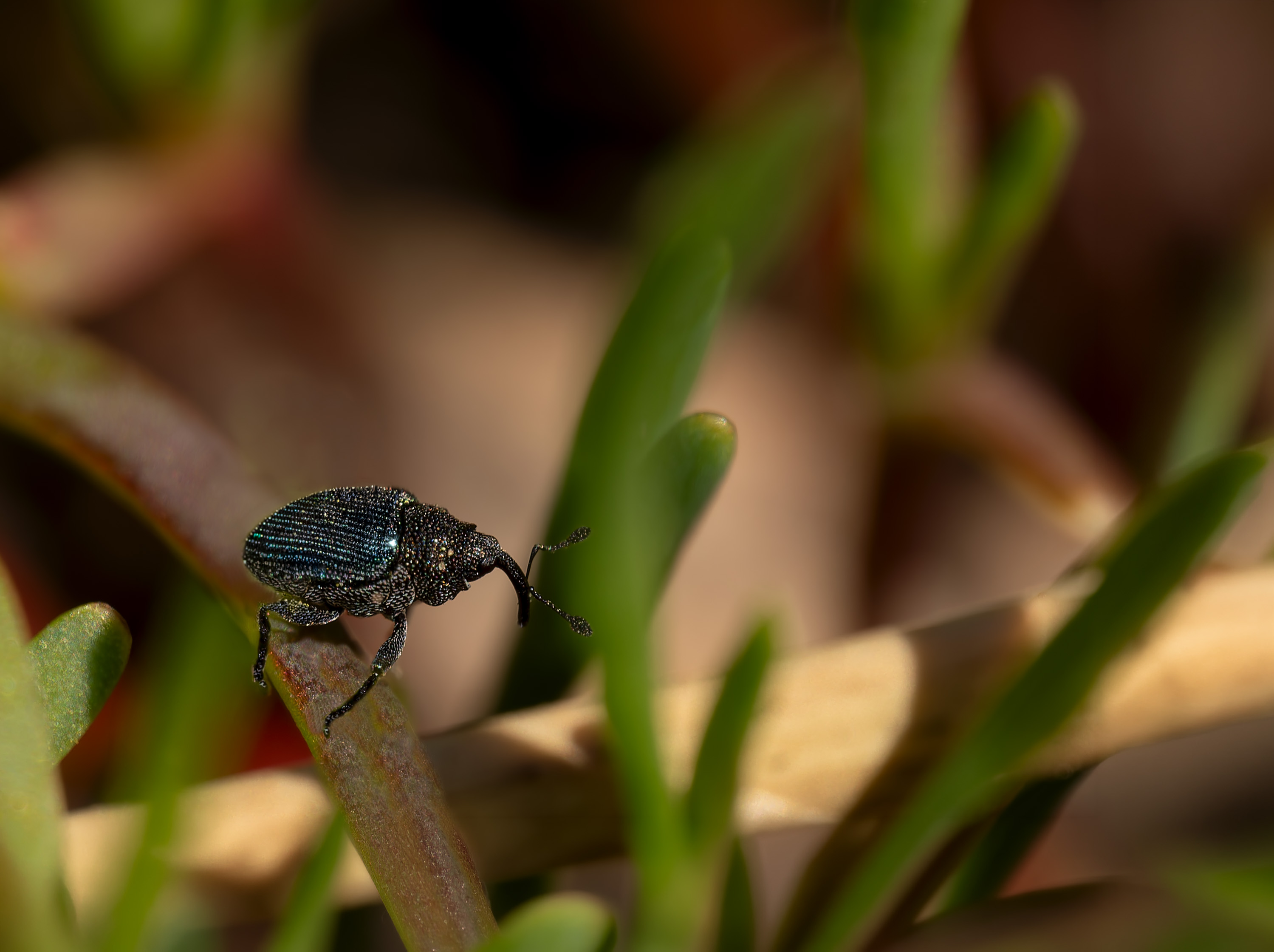 Jede Pflanze seine Rüsselkäfer?