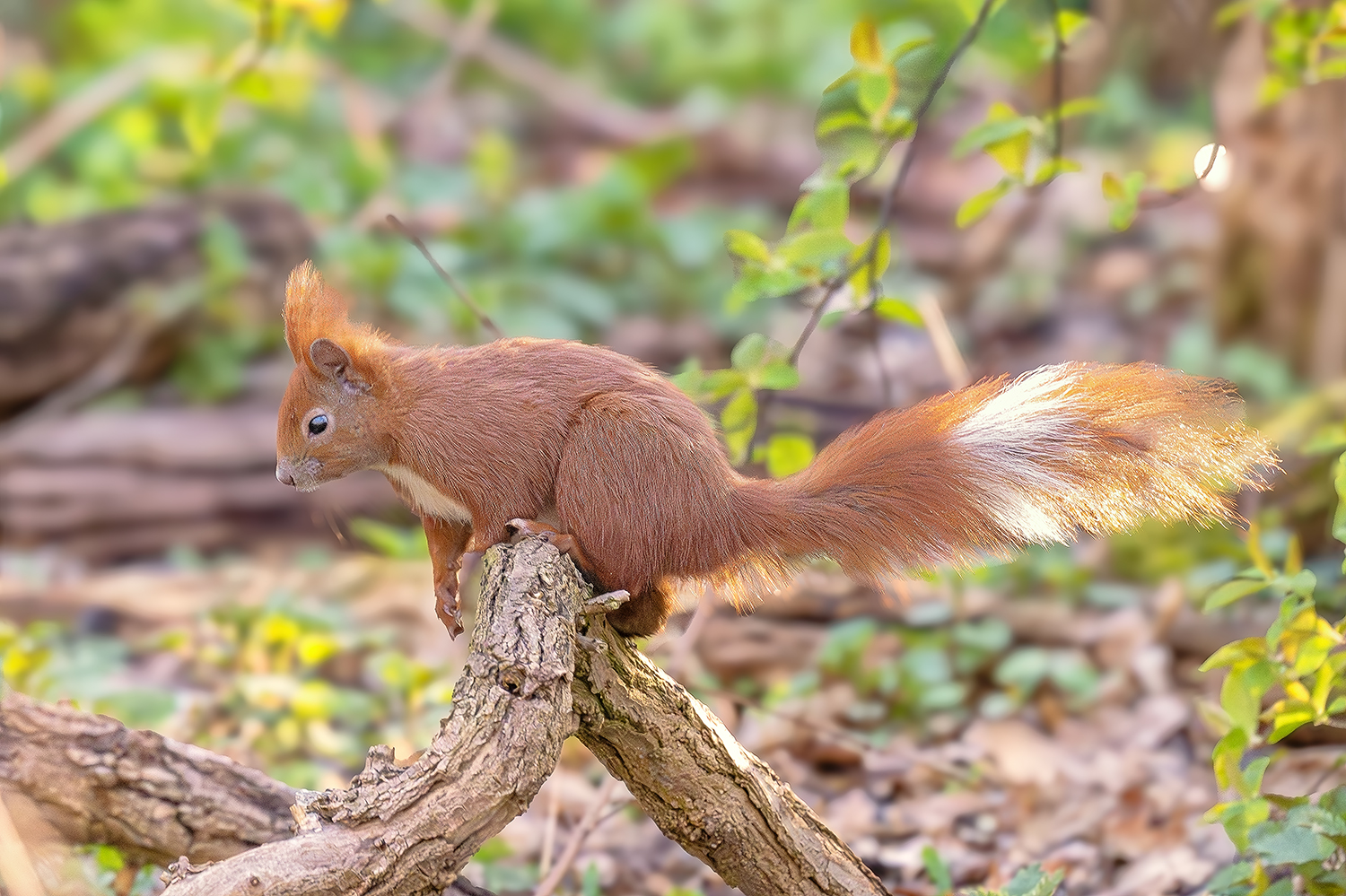 Eichhörnchen