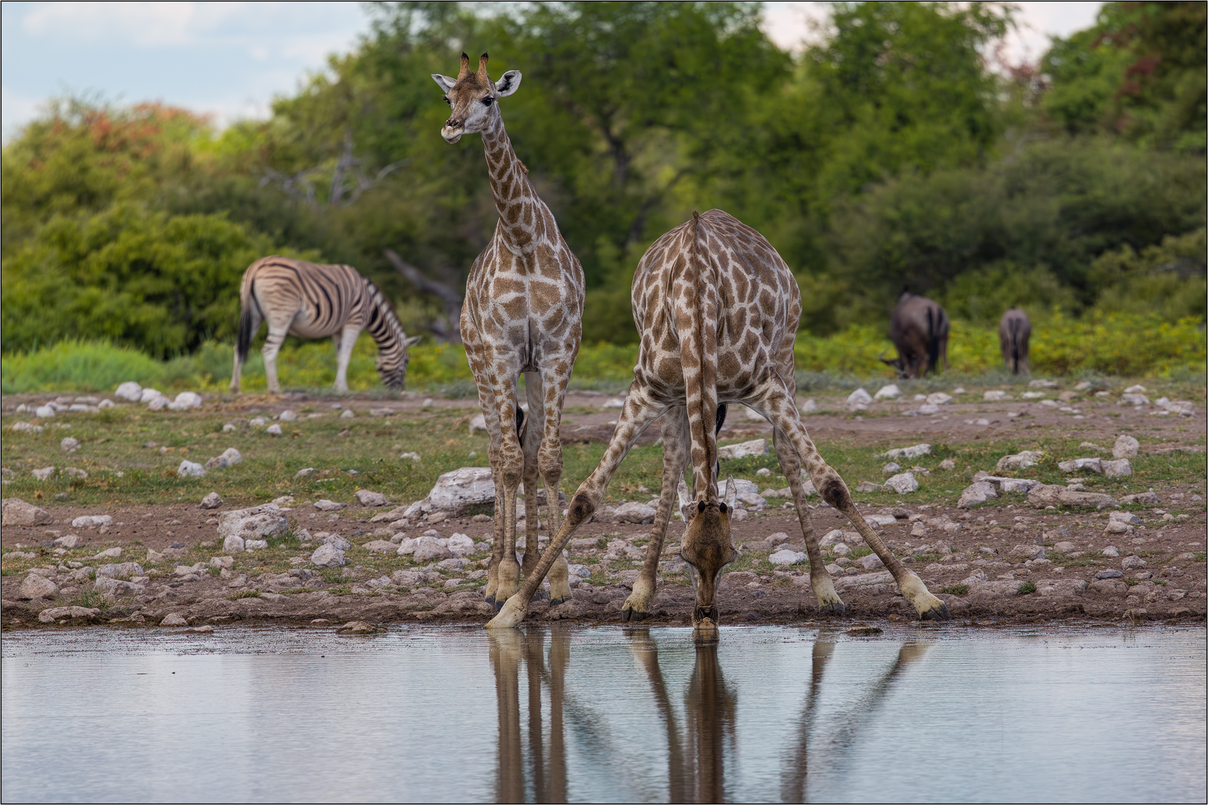 Giraffen ....