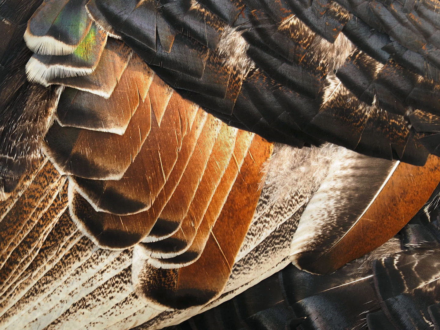 T r u t h a h n f e d e r n