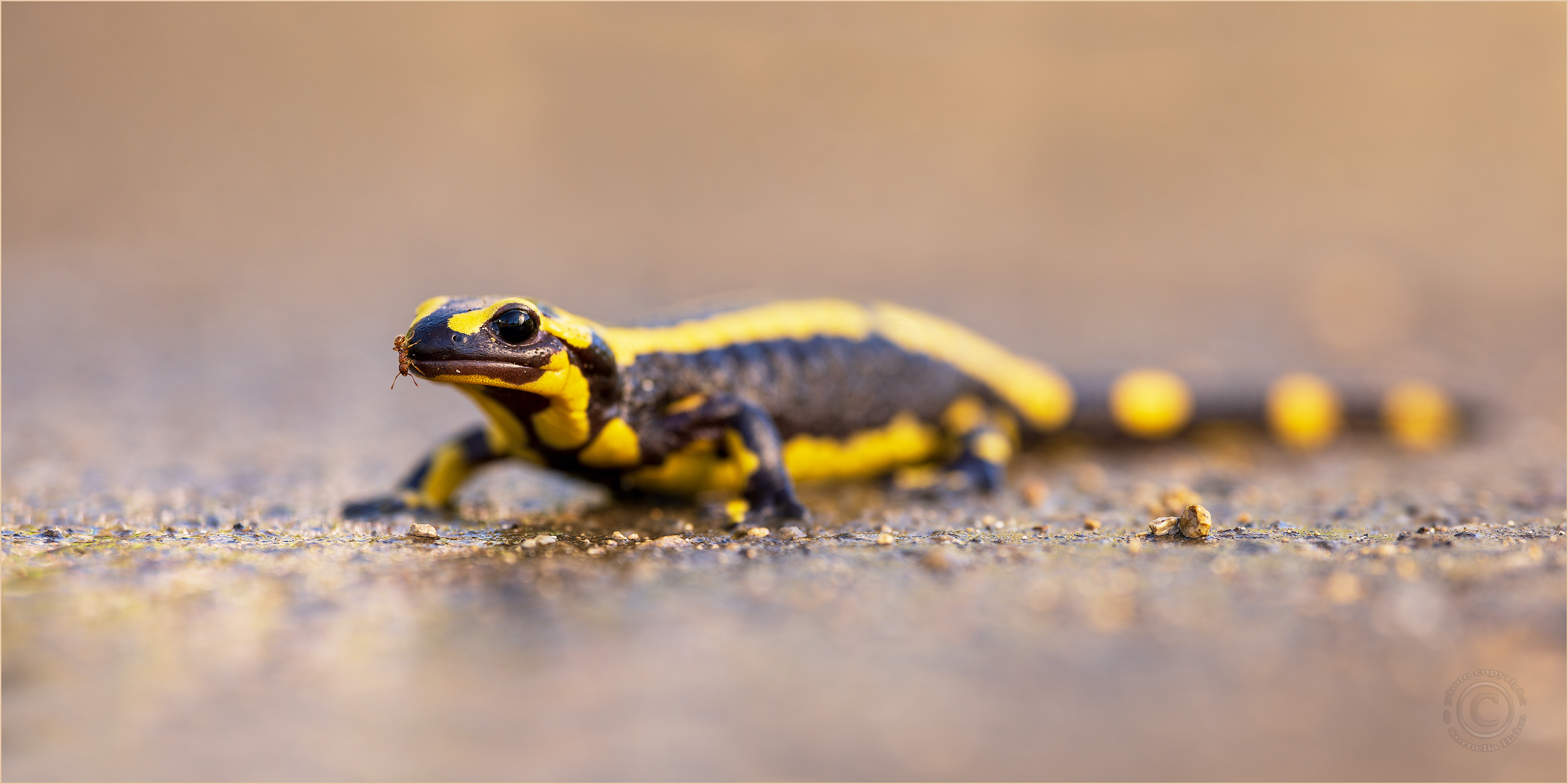 Salamandra Panorama