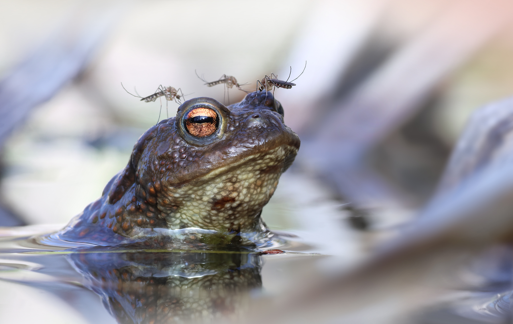 Lästiger Blutsauger-Trupp