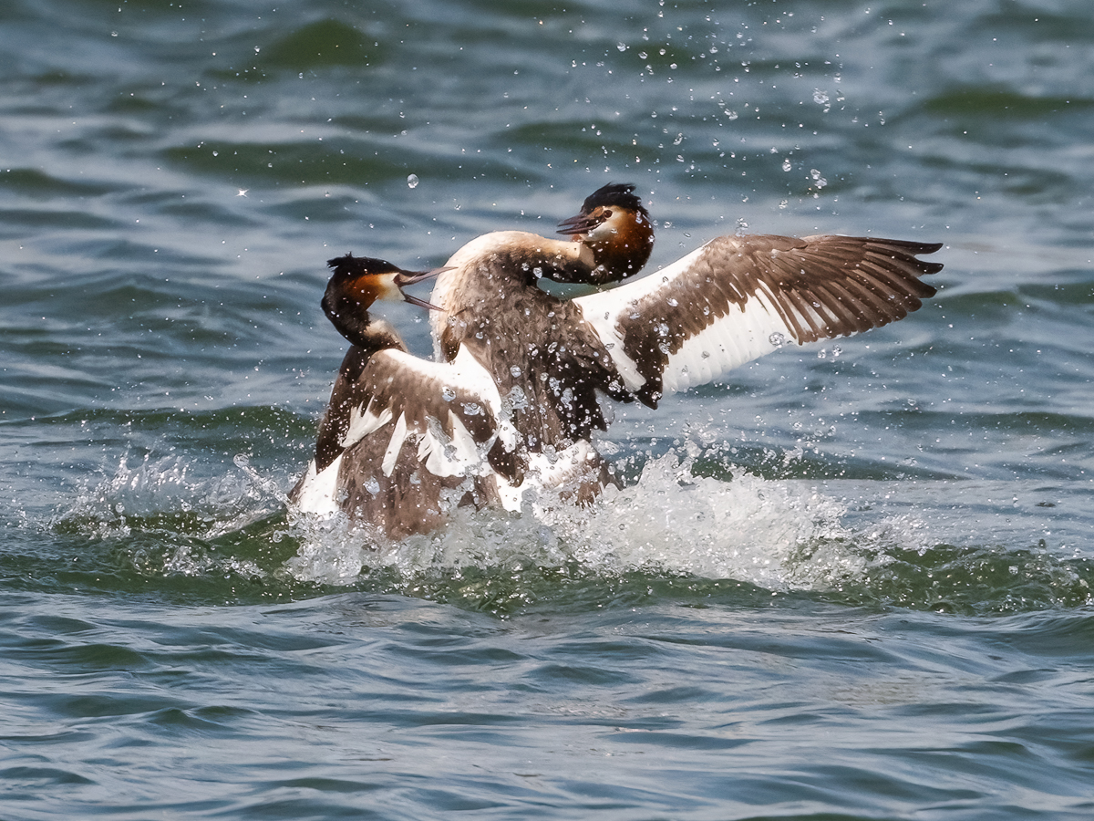 Haubentaucher Kämpfe