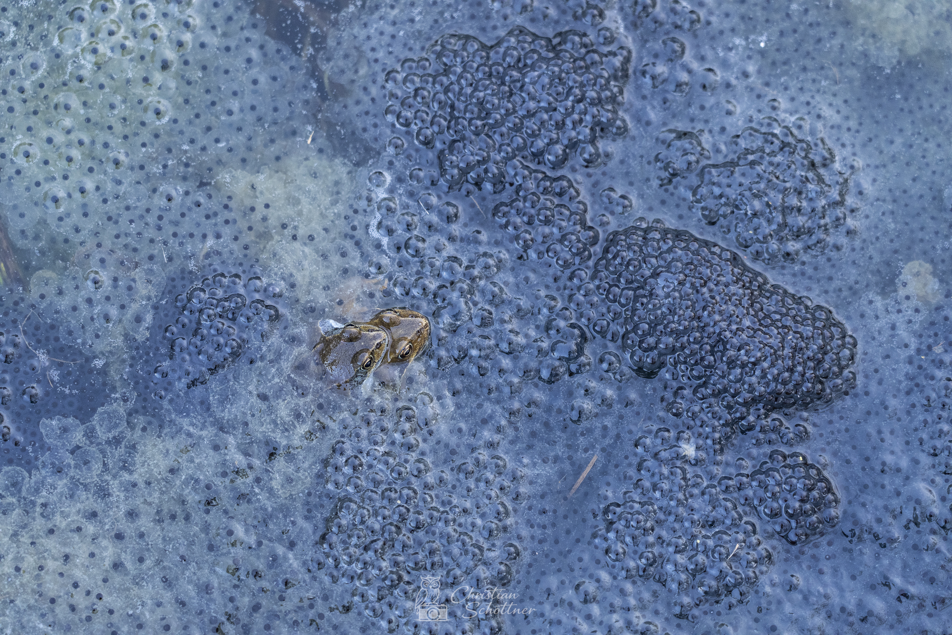 ...du wolltest ein paar Kinder?