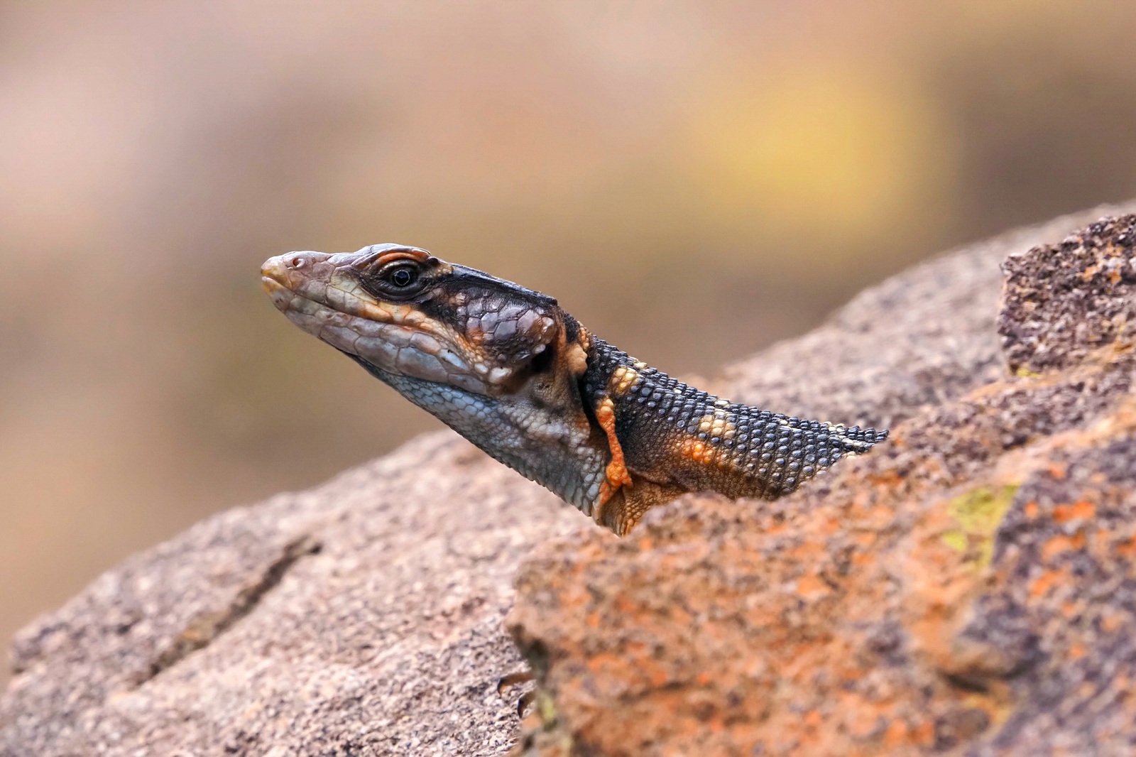 Cordylidae
