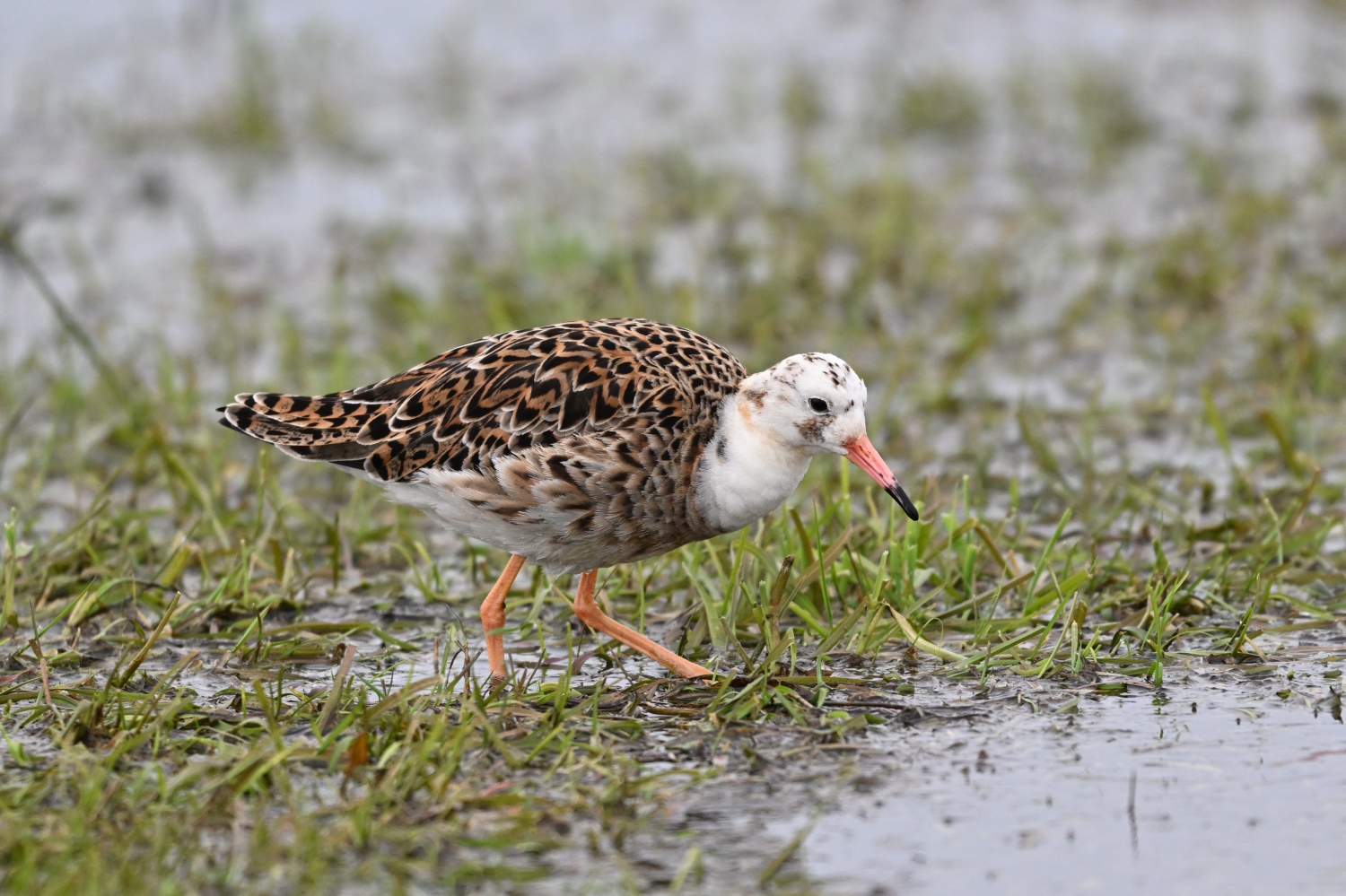 Kampfläufer ganz nah