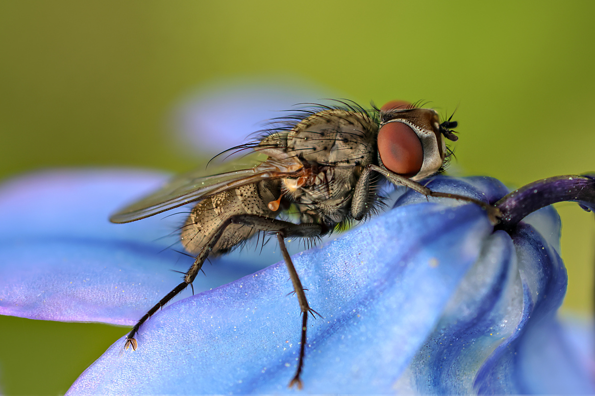 Fliege reitet auf Szilla