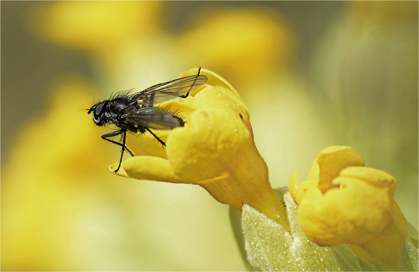 Auf der Schlüsselblume