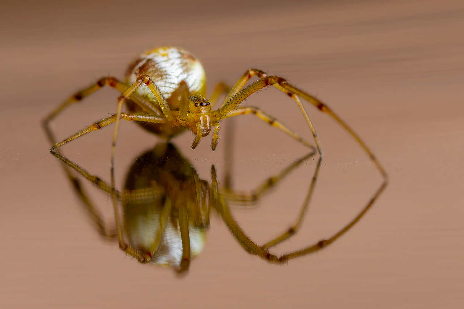 Kugelspinne