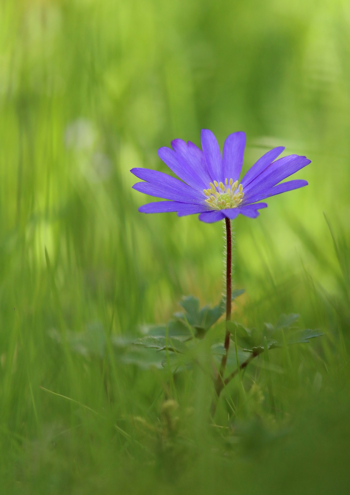 Balkan -Windröschen