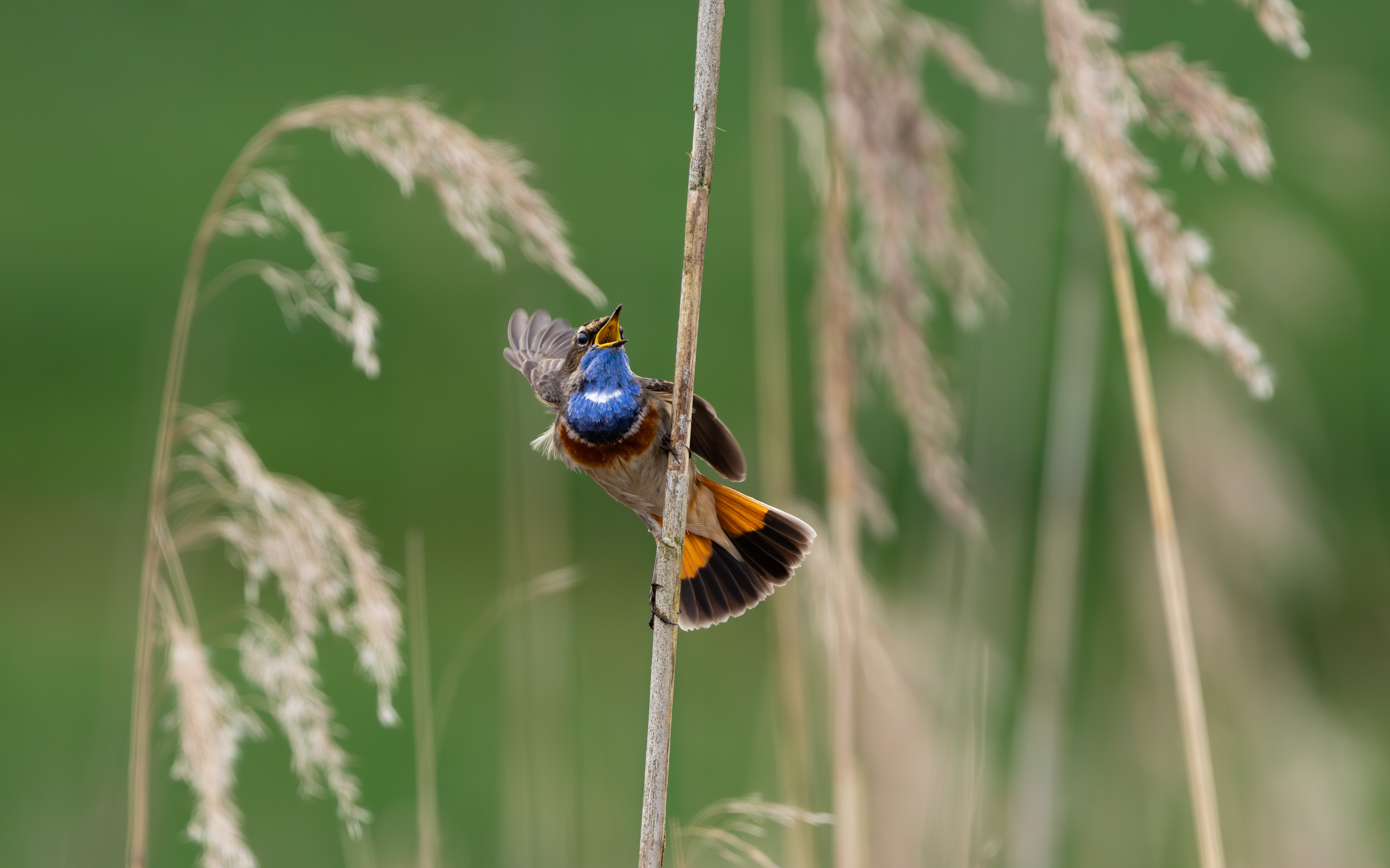 Tanzvorstellung des Blaukehlchens