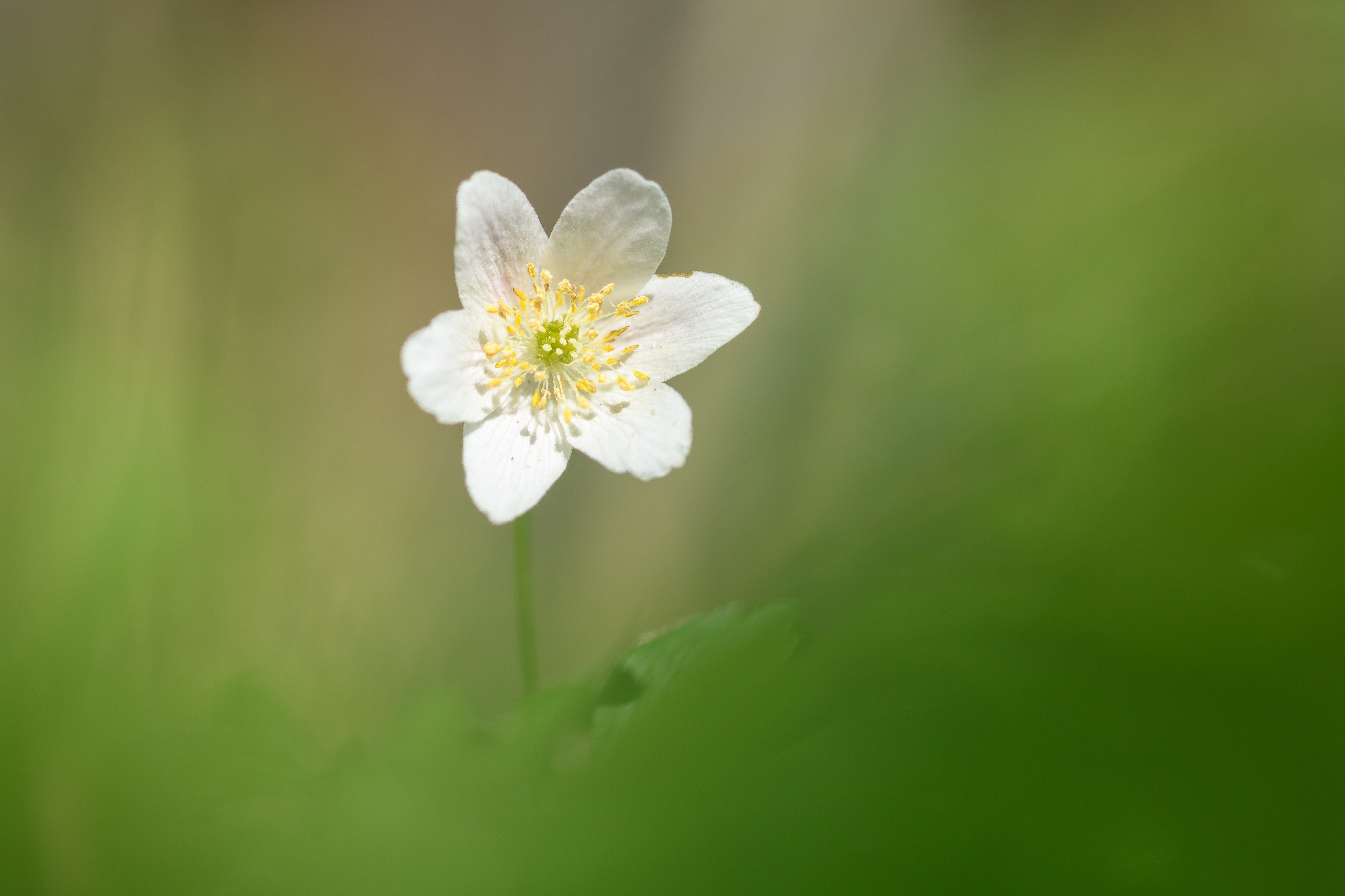 Buschwindröschen Version 2