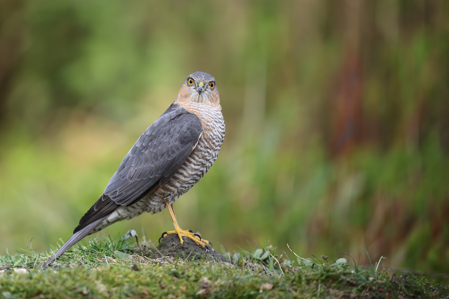 Nanu, wer bist du denn?