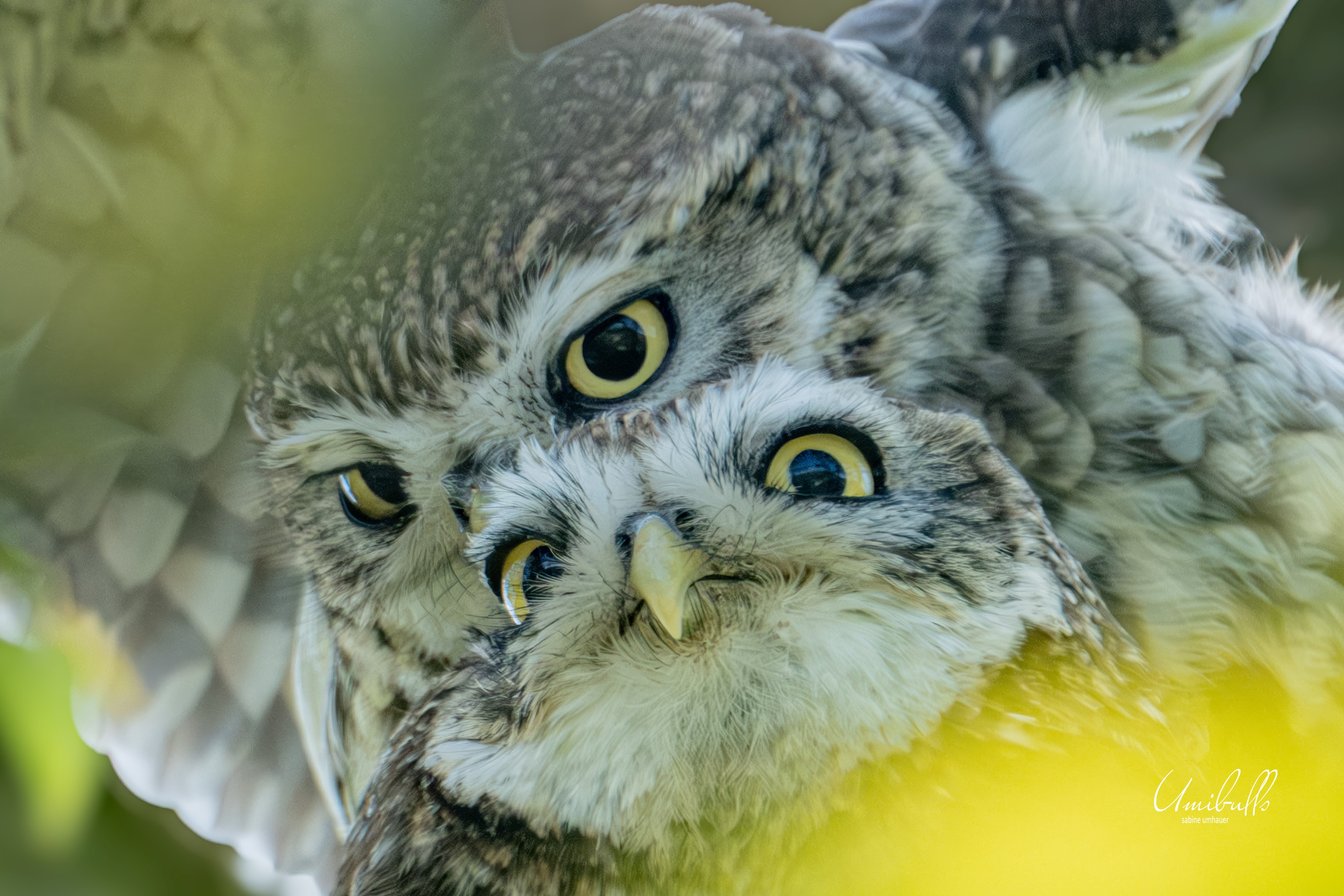 Steinkauz Paarung closeup