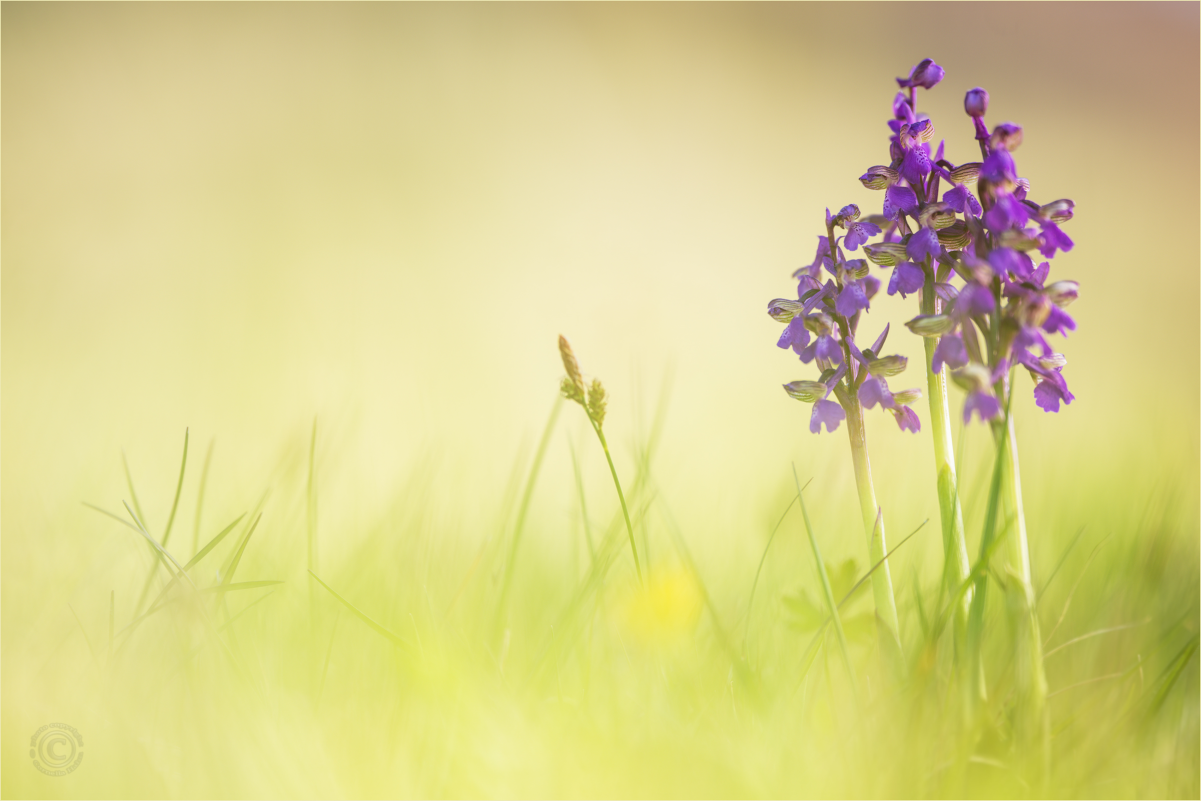 Kleines Knabenkraut (Anacamptis morio)