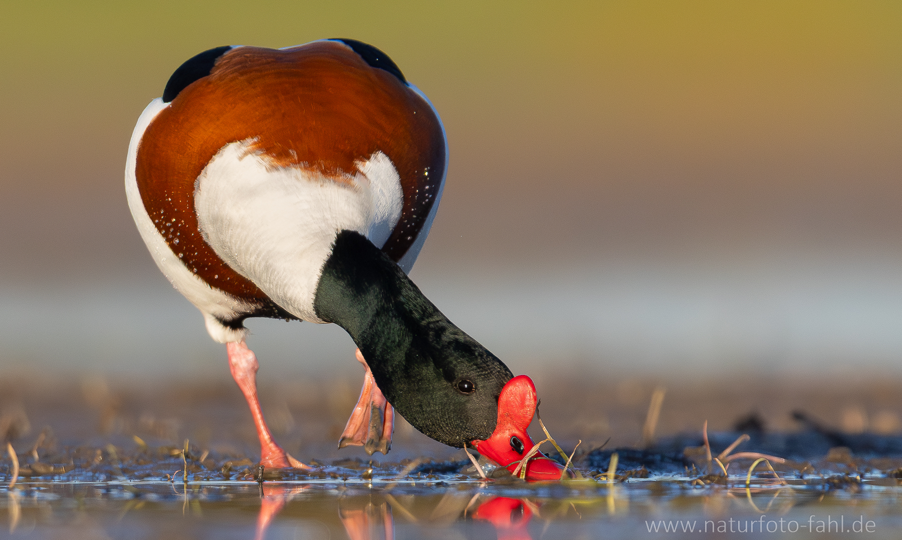 Brandgans am Abend - ein lang gehegter Wunsch geht endlich in Erüllung