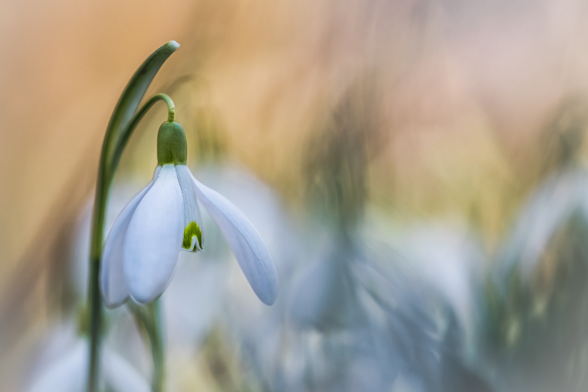 Eines und ganz viele weitere.....