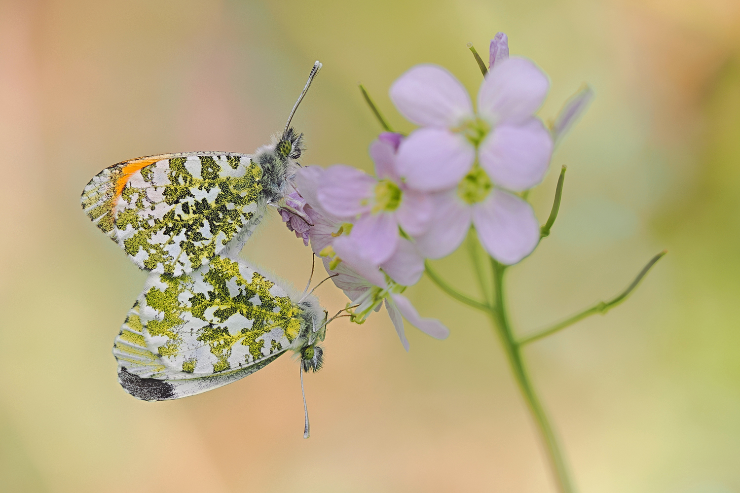 Die erste Paarung der Aurorafalter