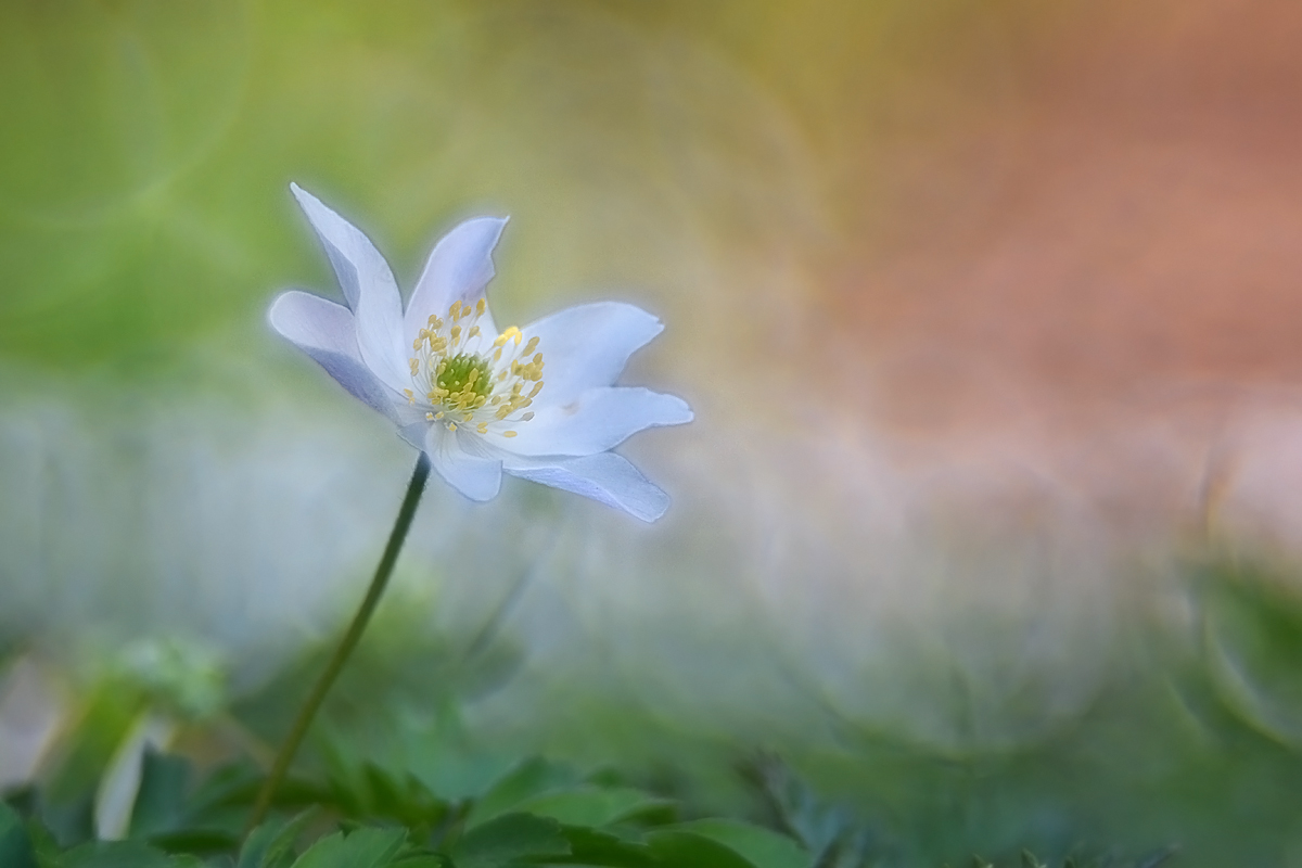 Nach Art der alten Meister