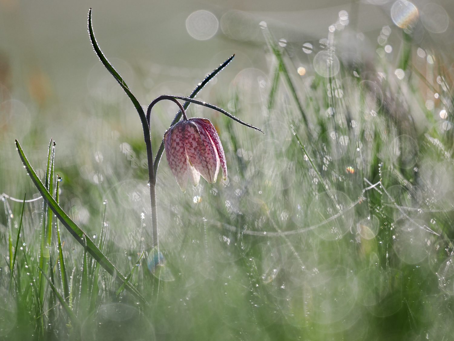 Schachbrettblume