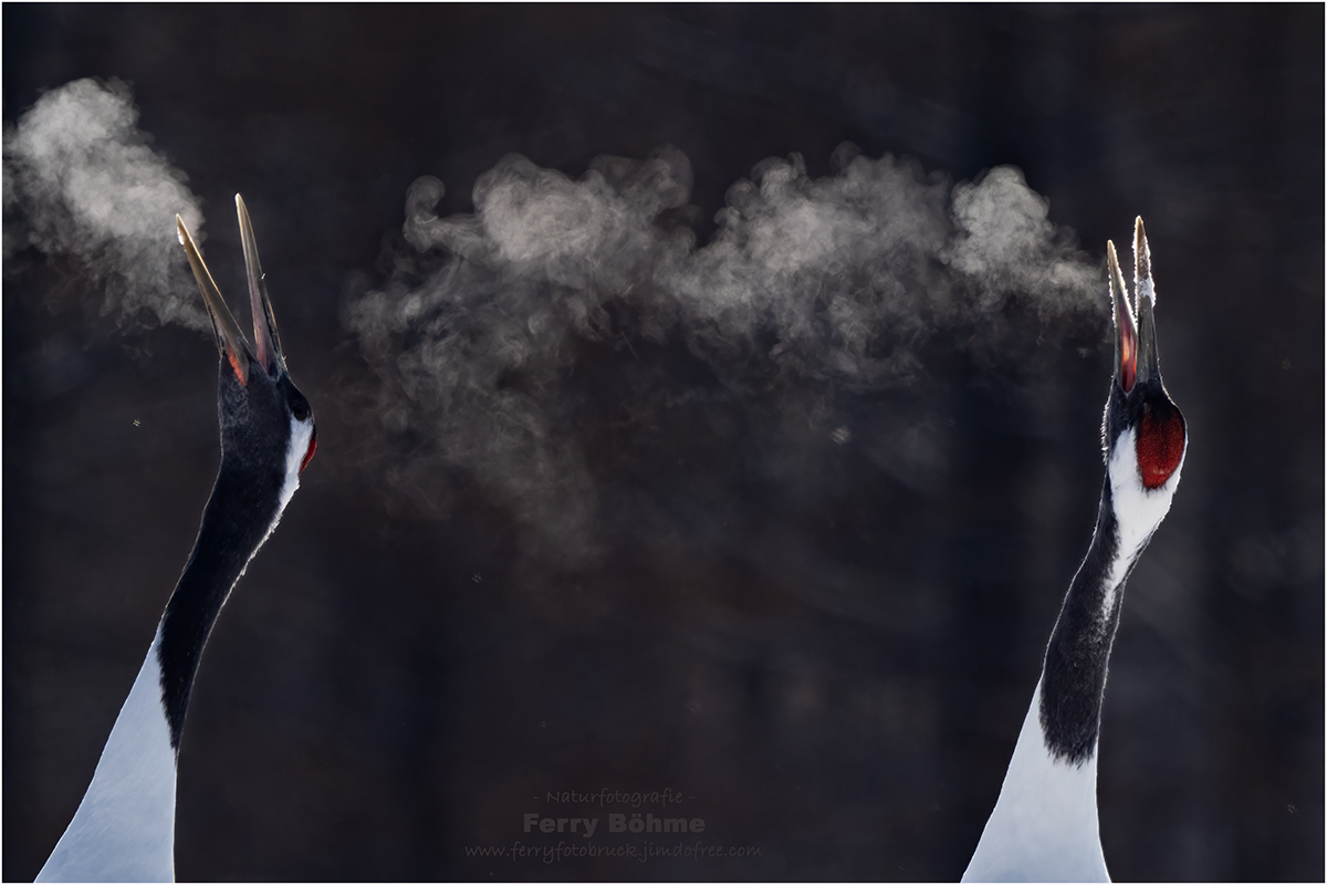 Smoking Cranes ...