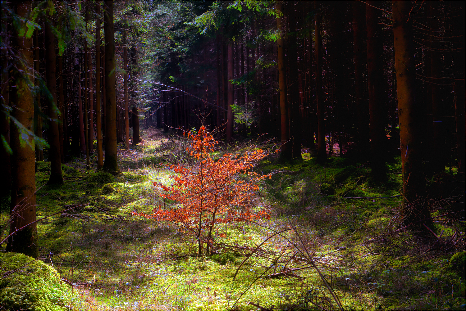 Waldspaziergang von Heute ...