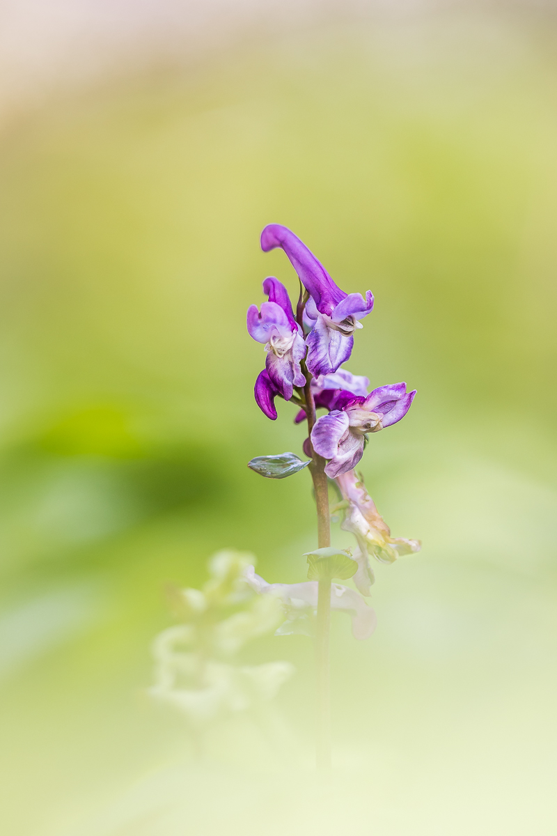 Die kleinen Zipfelmützen