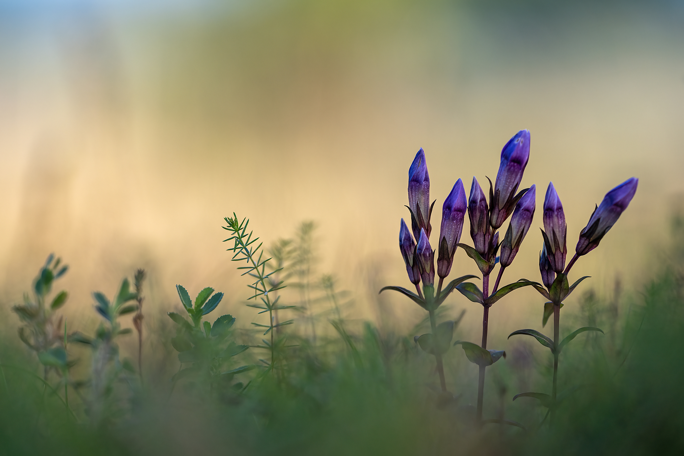 ... nach dem Sommerregen