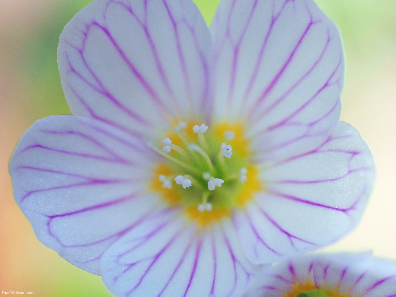 Sauerkleeblüte