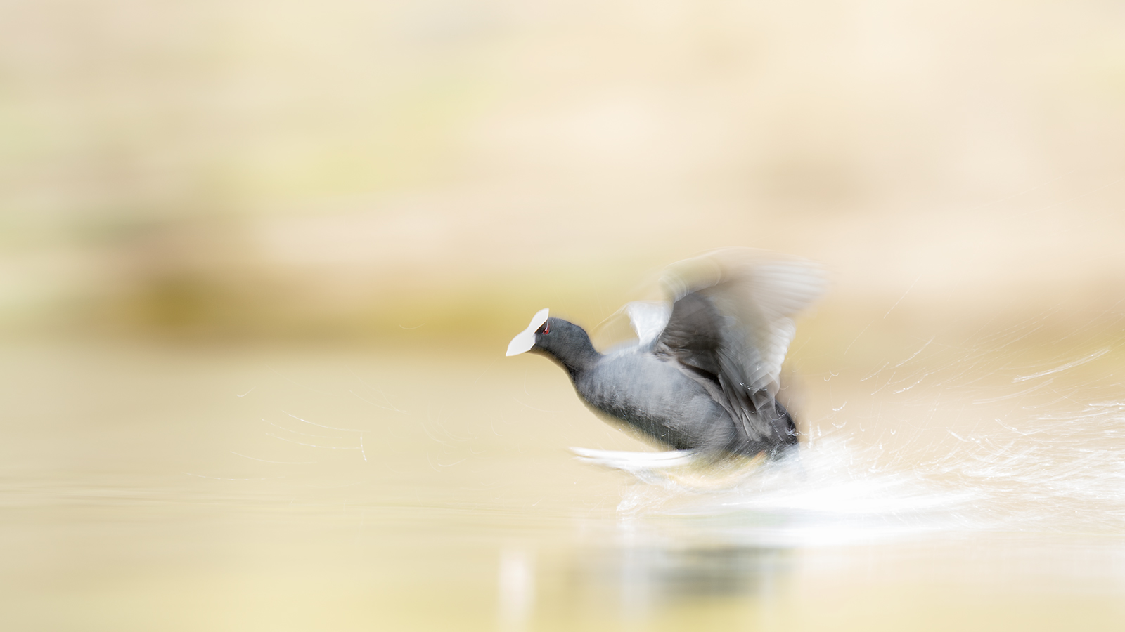 Kleiner Vogel