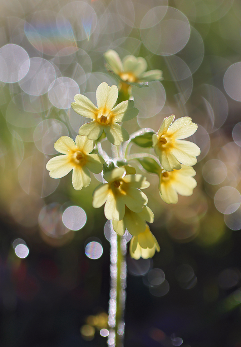 Schlüsselblume