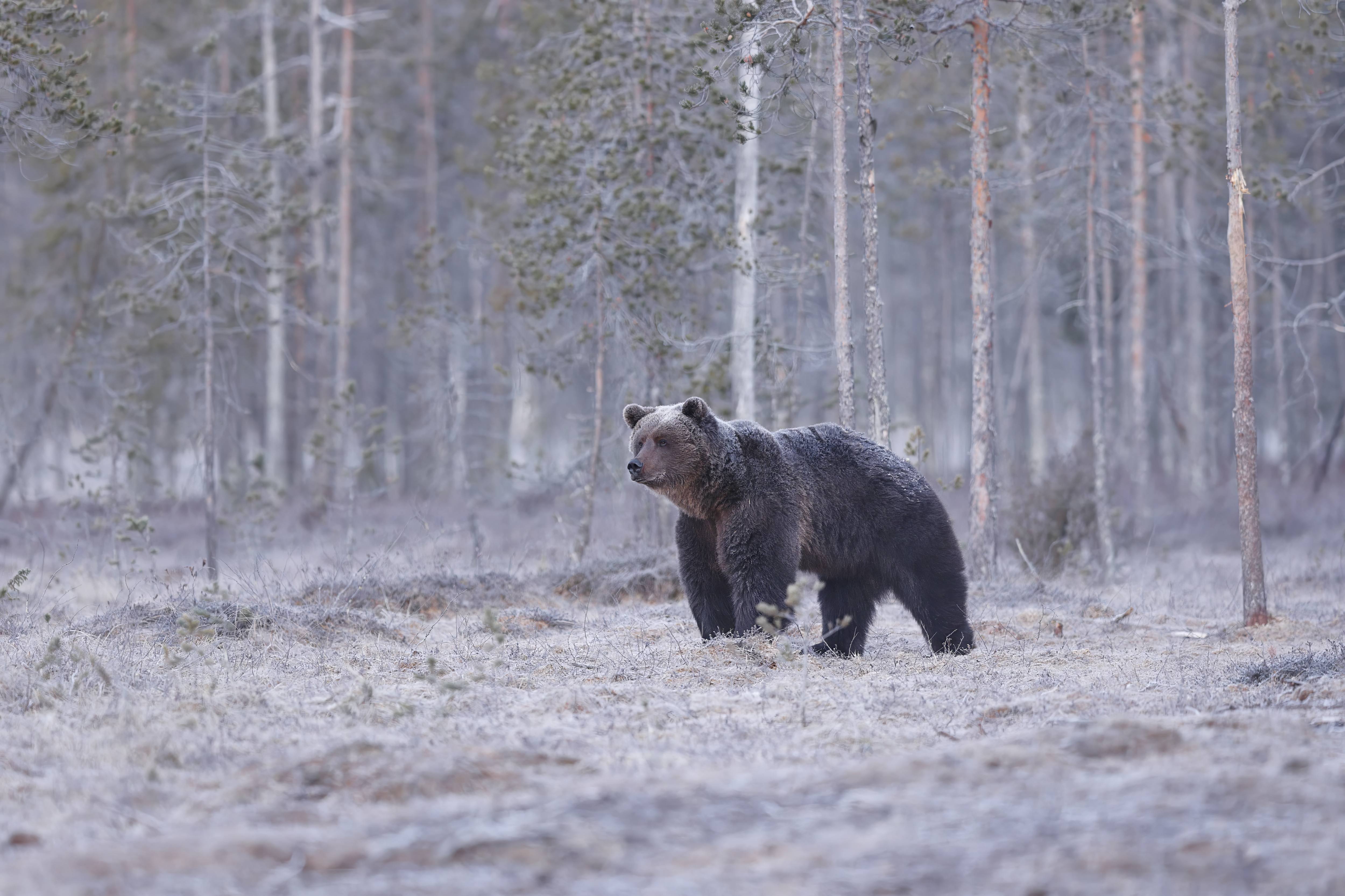 Braunbär