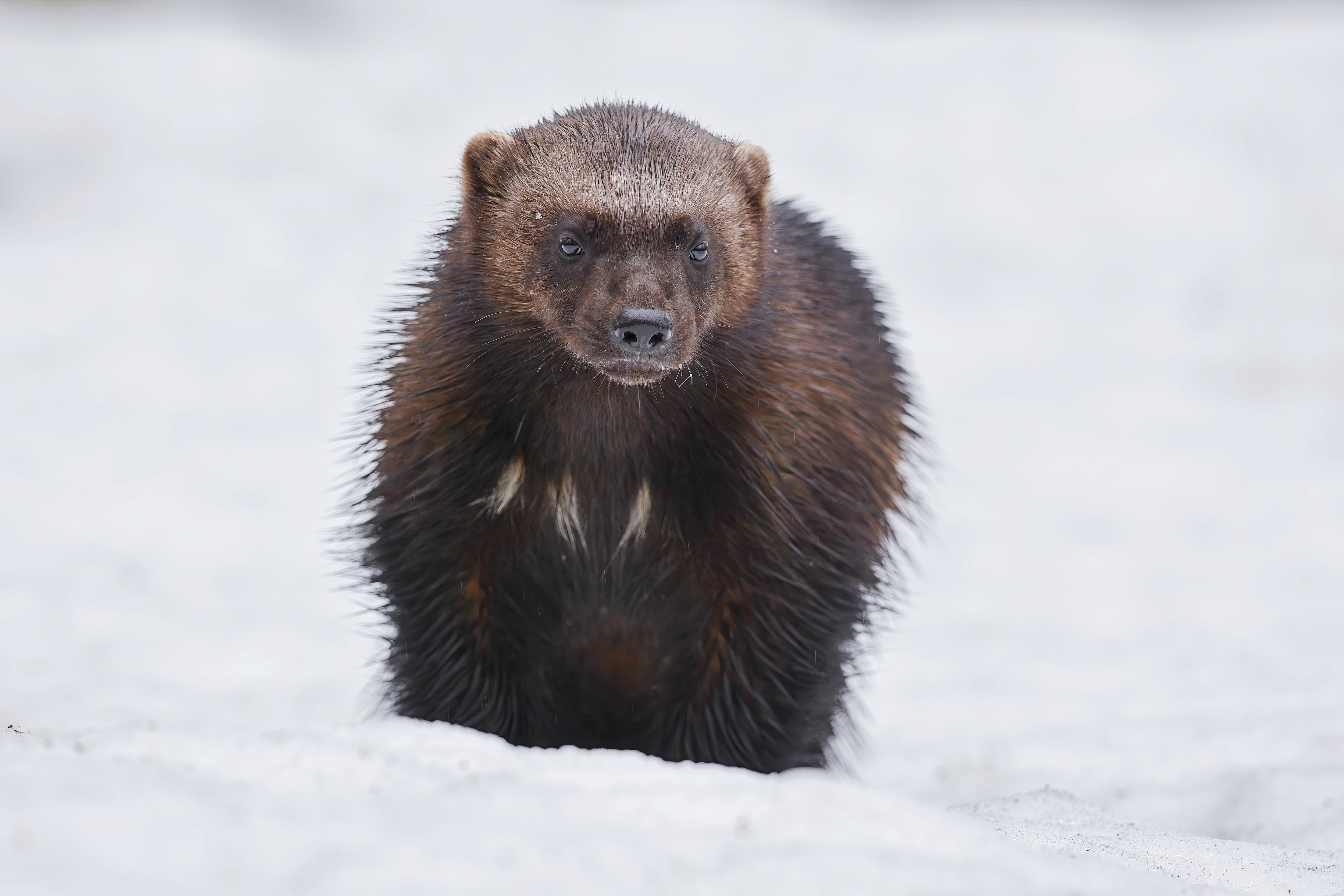 Wolverine female